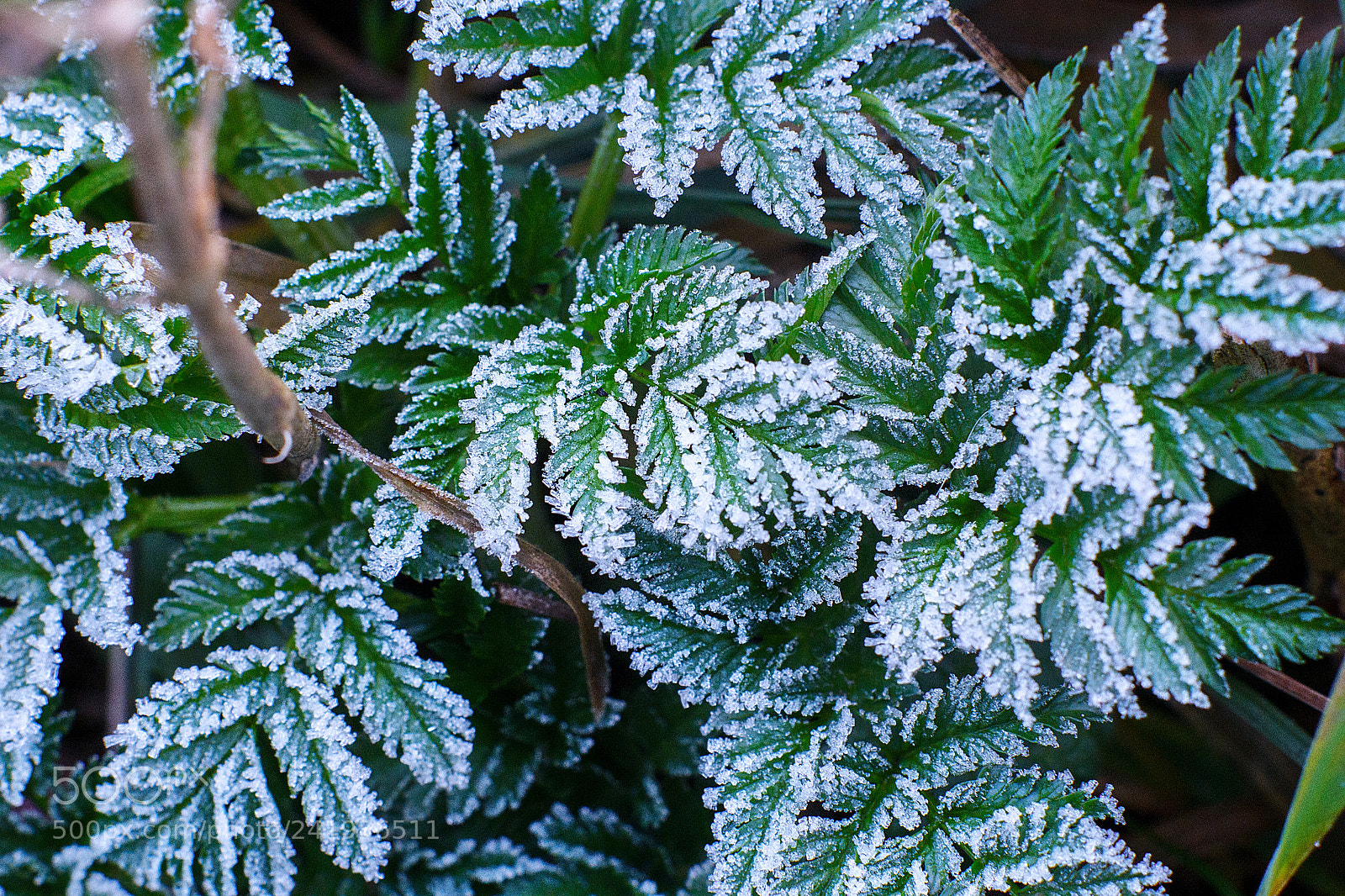 Canon EOS 60D sample photo. Macro in the winter photography