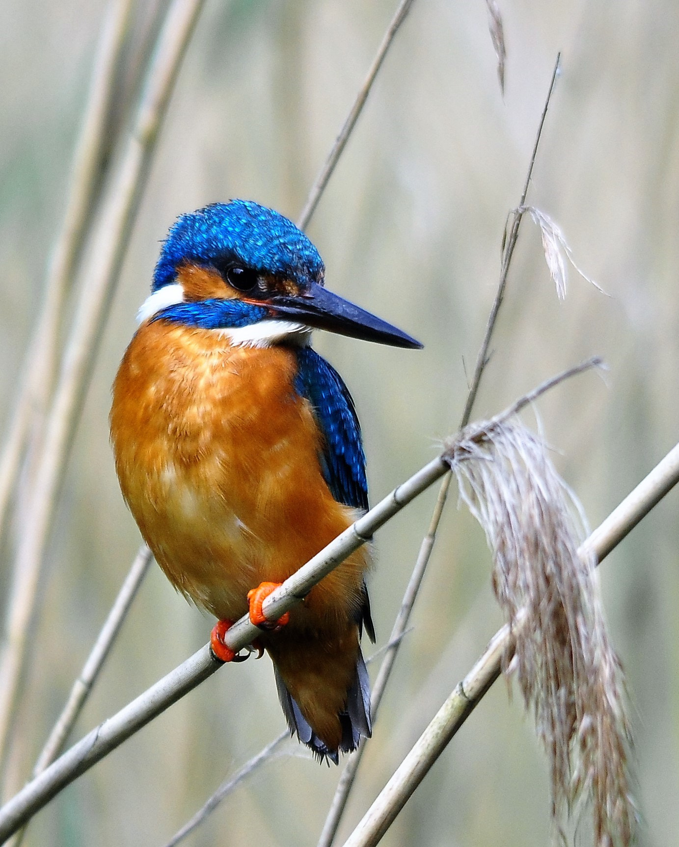 Nikon D90 + Sigma 150-500mm F5-6.3 DG OS HSM sample photo. Kingfisher photography