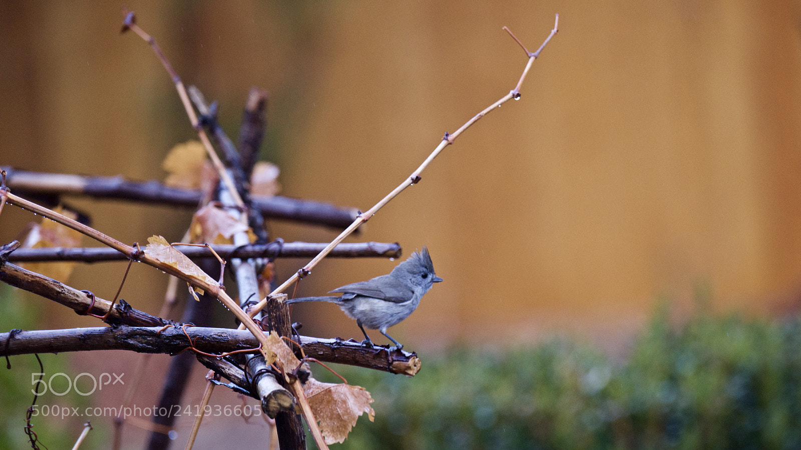 Nikon D810 sample photo. Oak titmouse photography