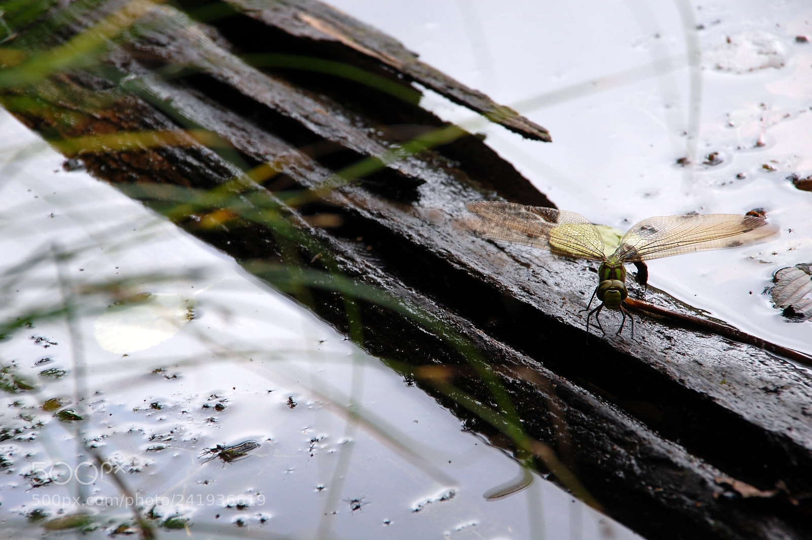 Nikon D40 sample photo. Dragonfly photography