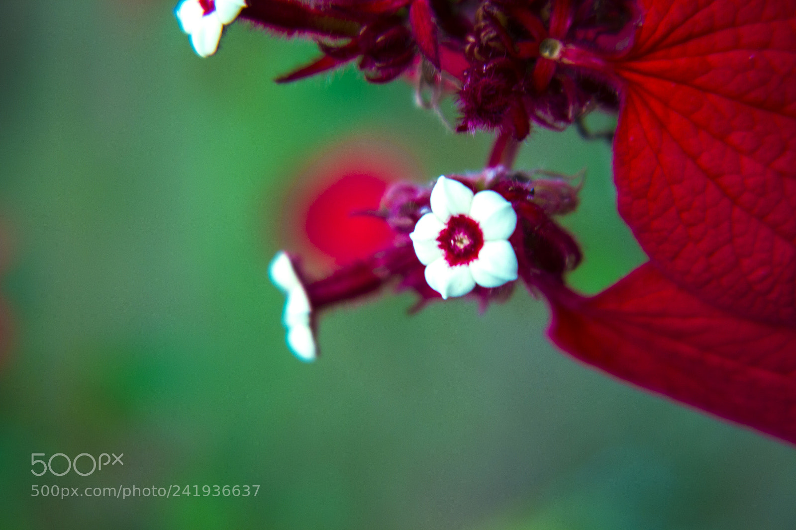 Canon EOS 700D (EOS Rebel T5i / EOS Kiss X7i) sample photo. Red photography