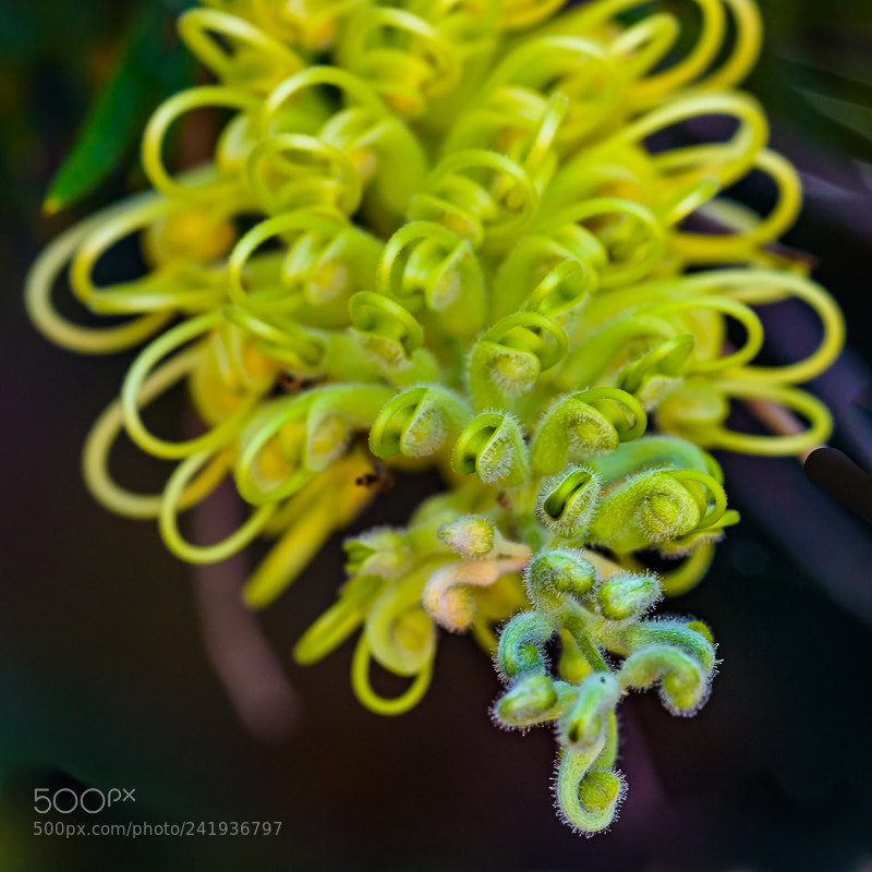Nikon D7200 sample photo. Curl photography