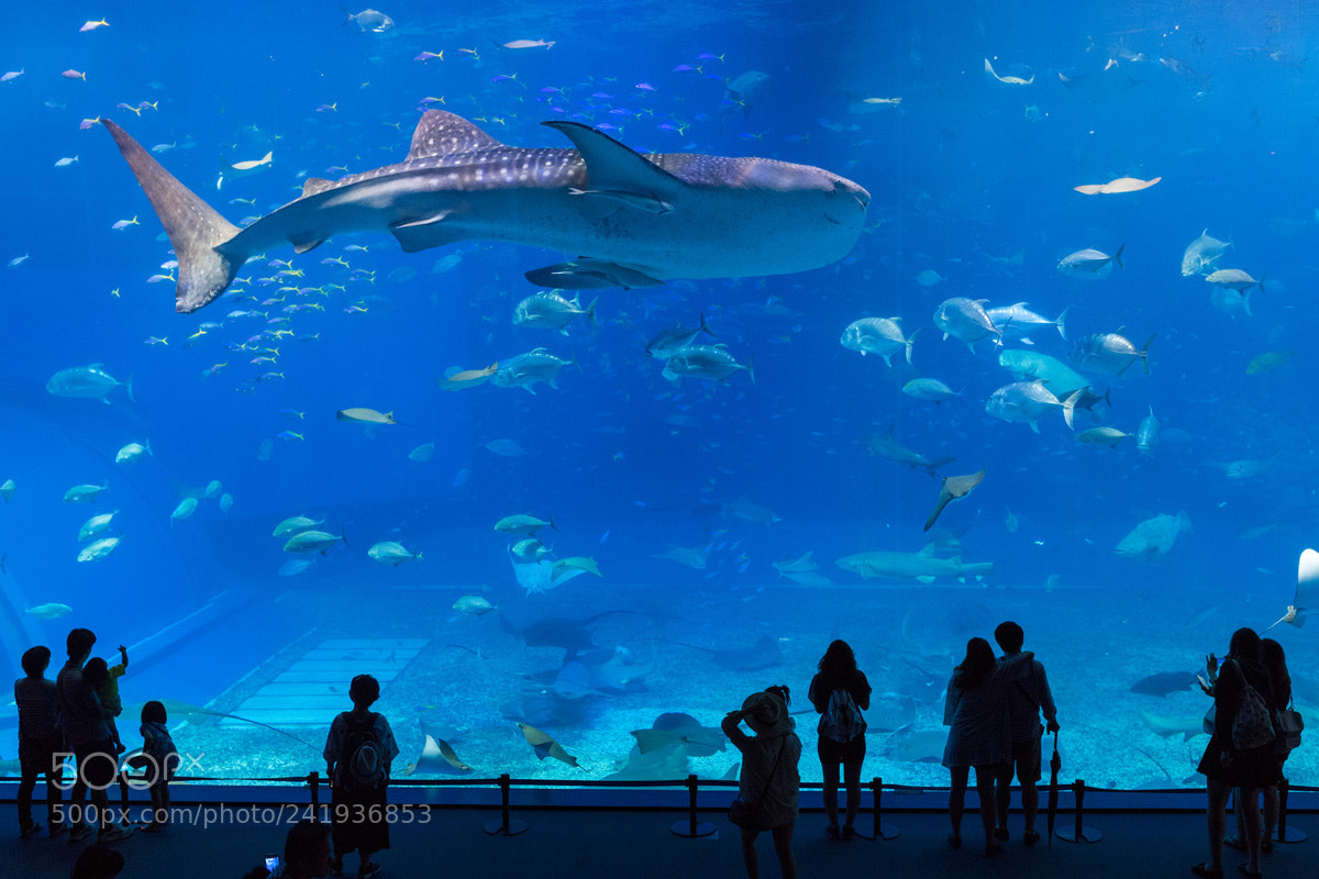 Nikon D5 sample photo. Okinawa aquarium photography