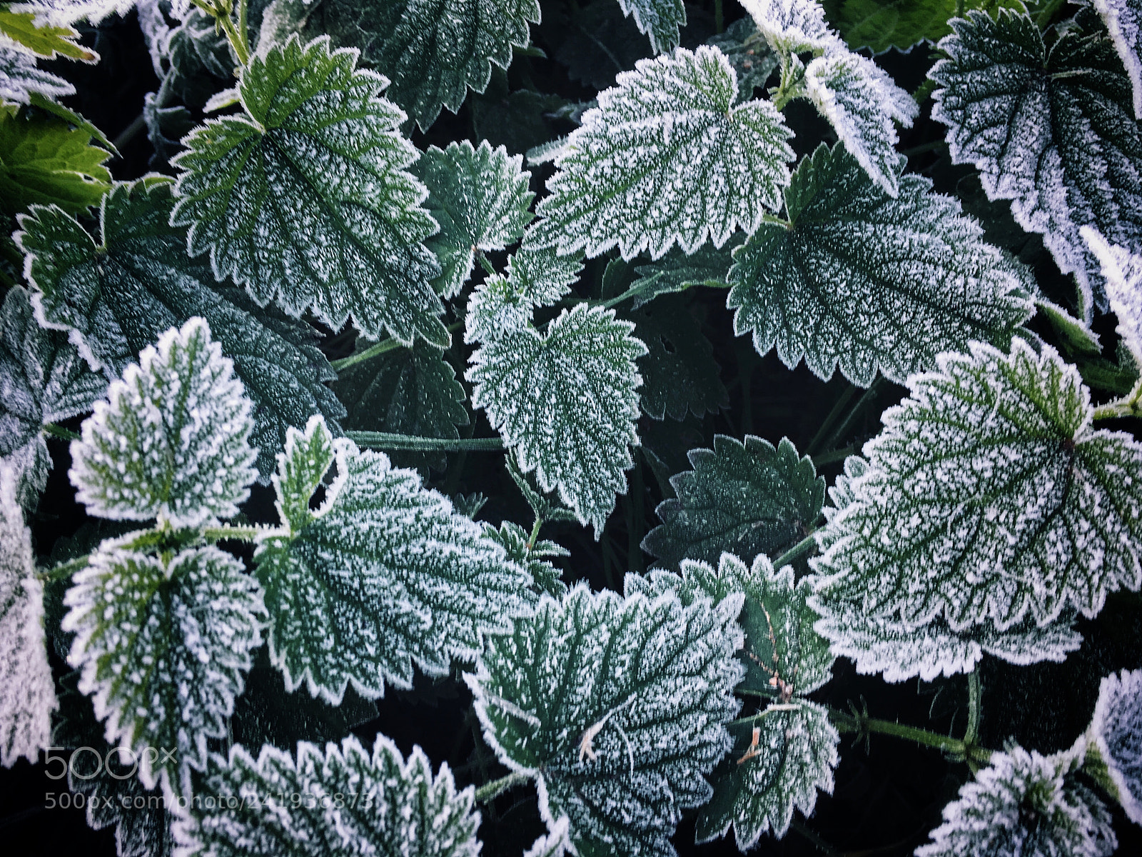 Apple iPhone 6s Plus sample photo. Frosty nettles photography