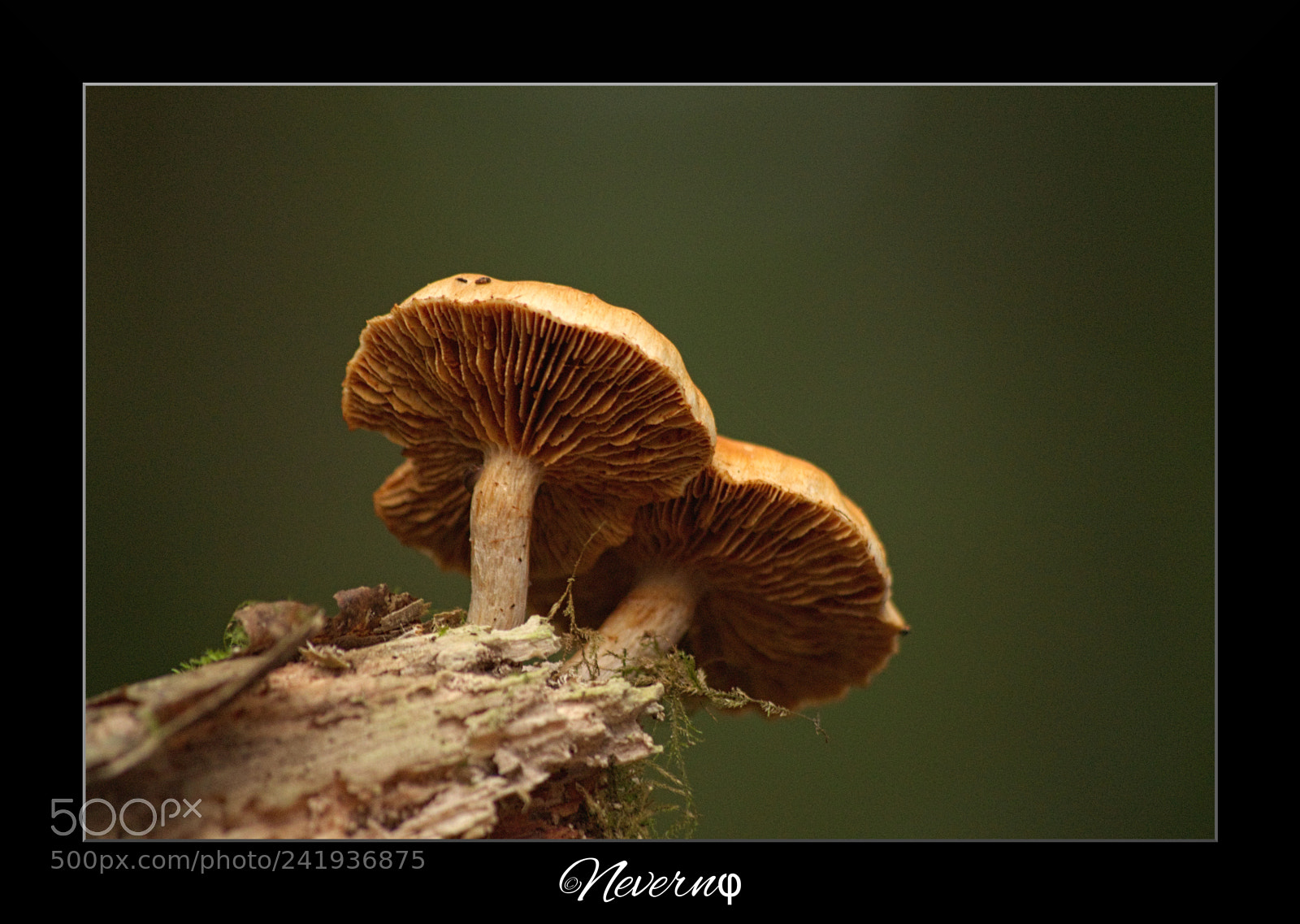 Pentax K-S2 sample photo. Mushrooms photography