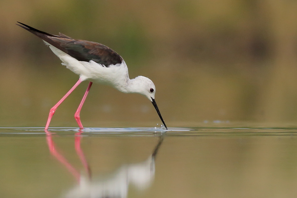 Canon EOS 70D + Canon EF 400mm F5.6L USM sample photo. Black-winged stilt early morning photography