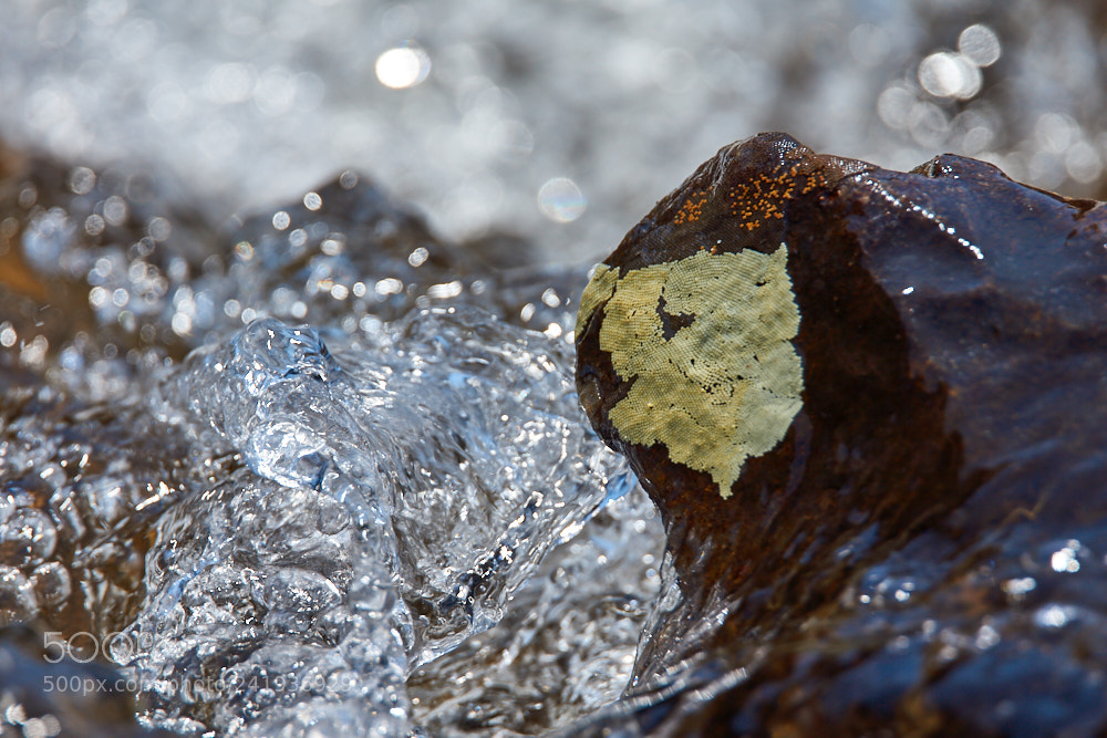 Sony SLT-A77 sample photo. Nature's fingerprint photography
