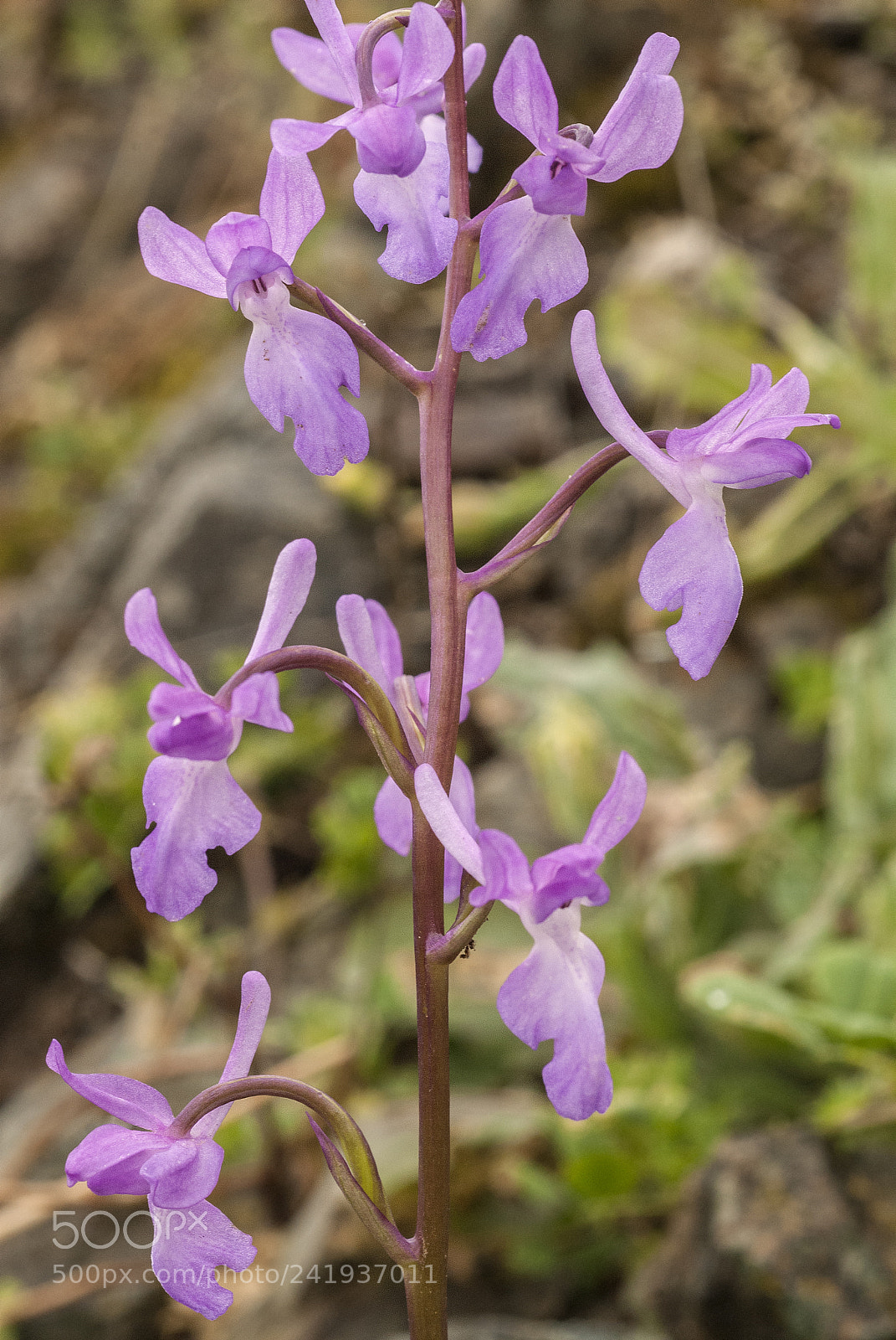 Nikon D200 sample photo. Orchis langei photography