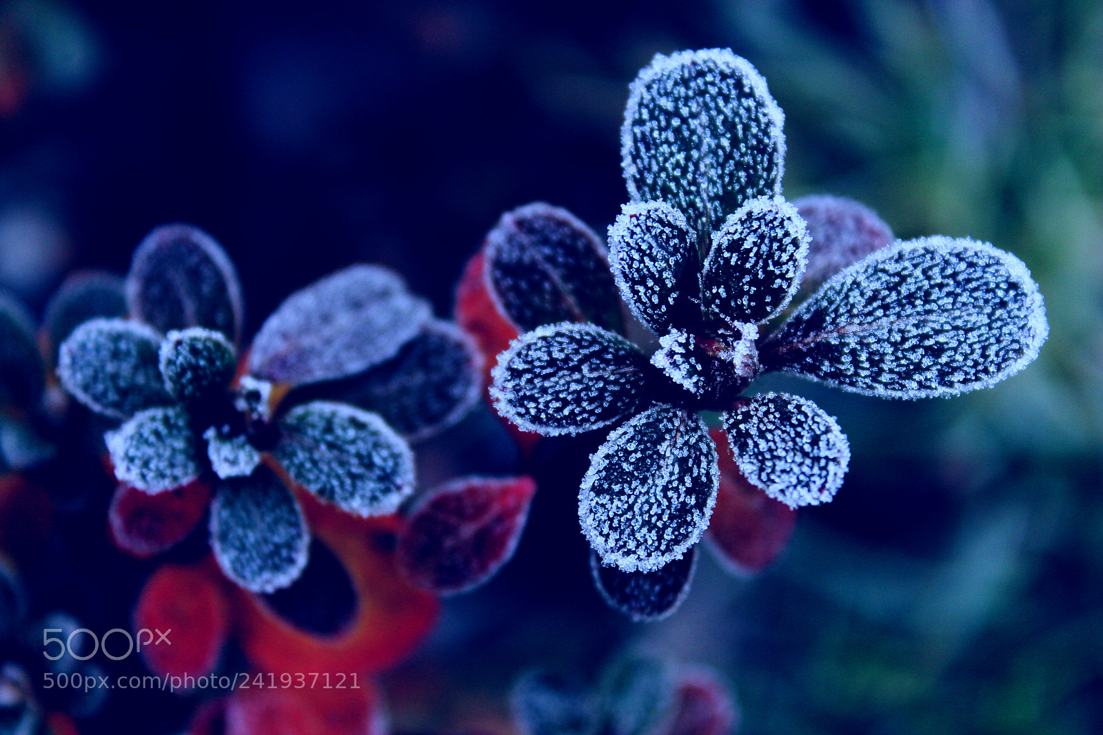 Canon EF-S 18-55mm F3.5-5.6 III sample photo. Contours of frost_3 photography