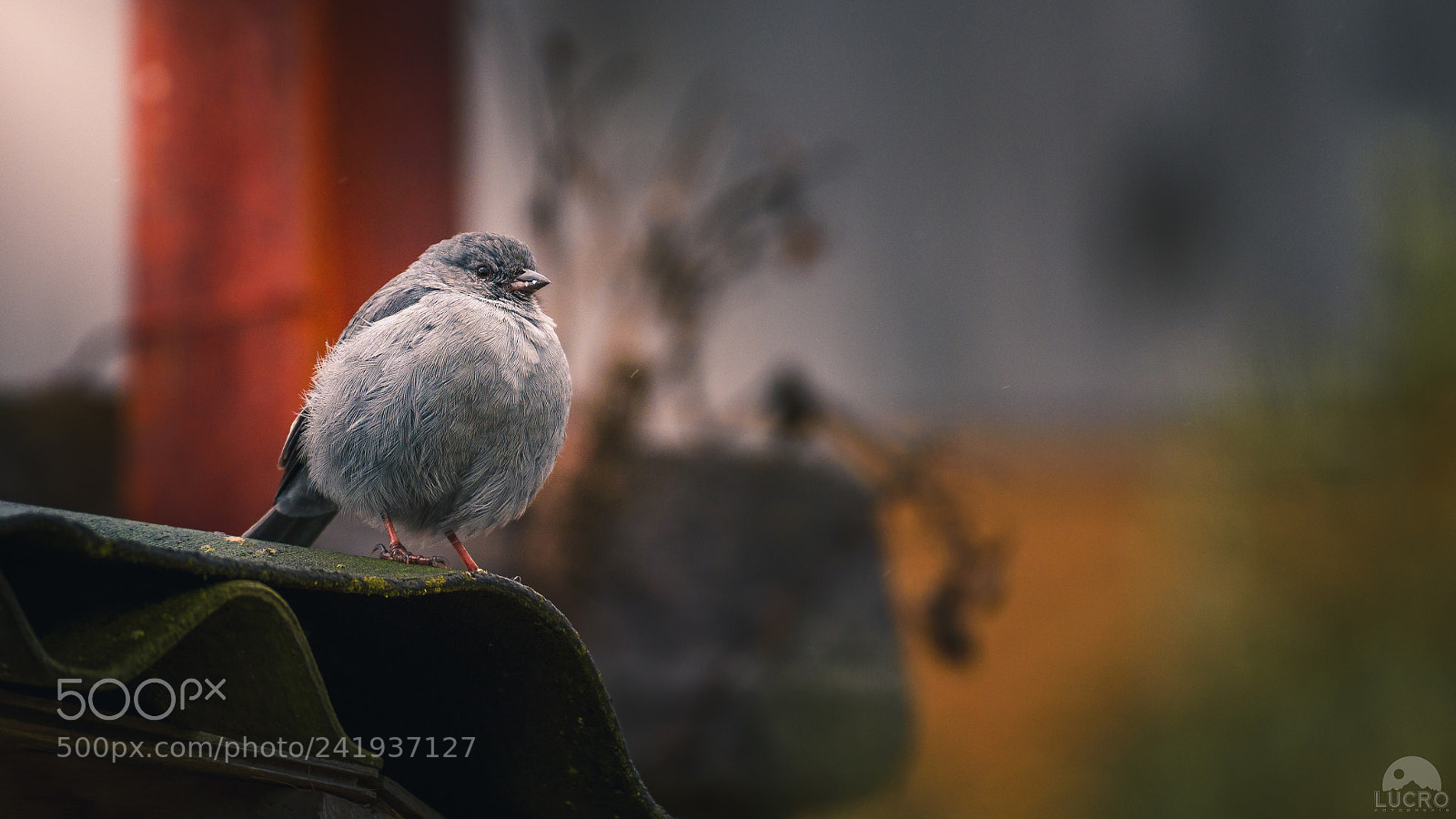 Nikon D810 sample photo. Bird photography