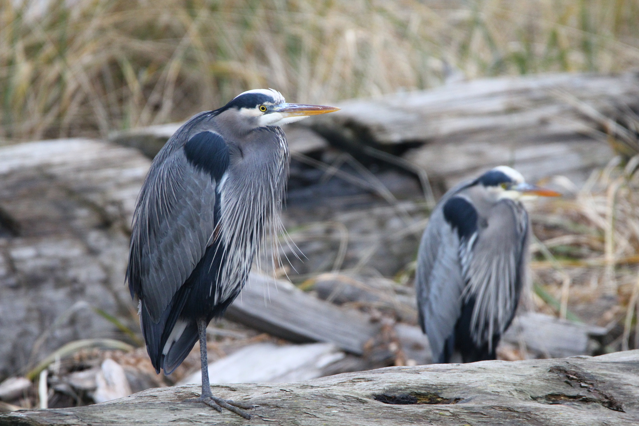 Sigma 150-600mm F5-6.3 DG OS HSM | C sample photo. Two herons photography