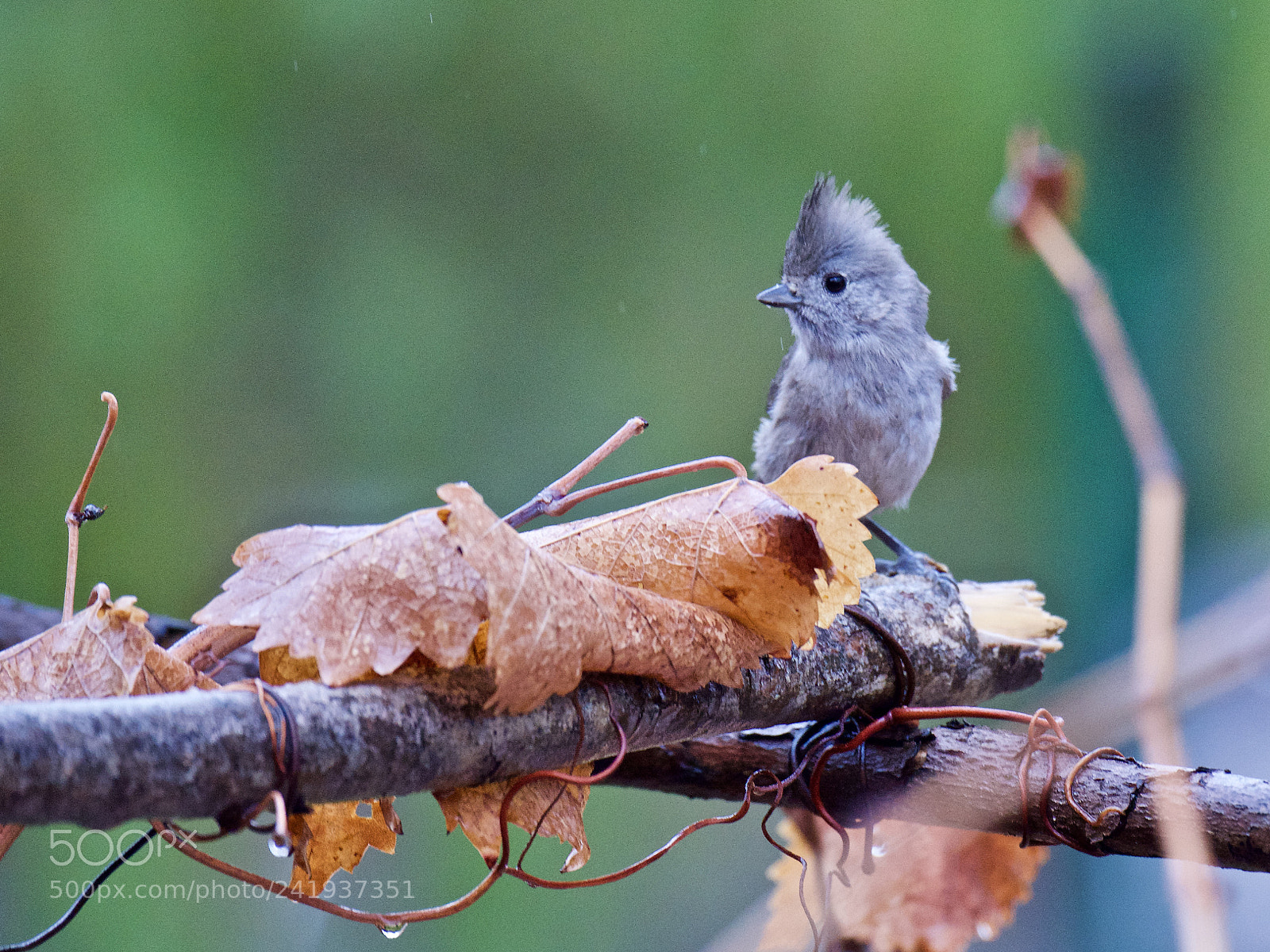 Nikon D810 sample photo. Oak titmouse 3 photography