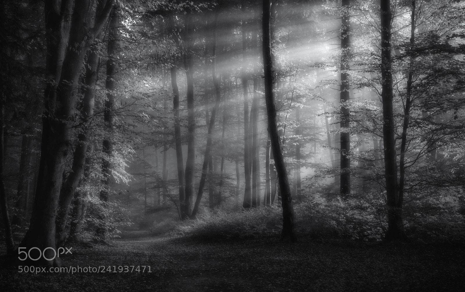Sony a7 sample photo. Forest light photography