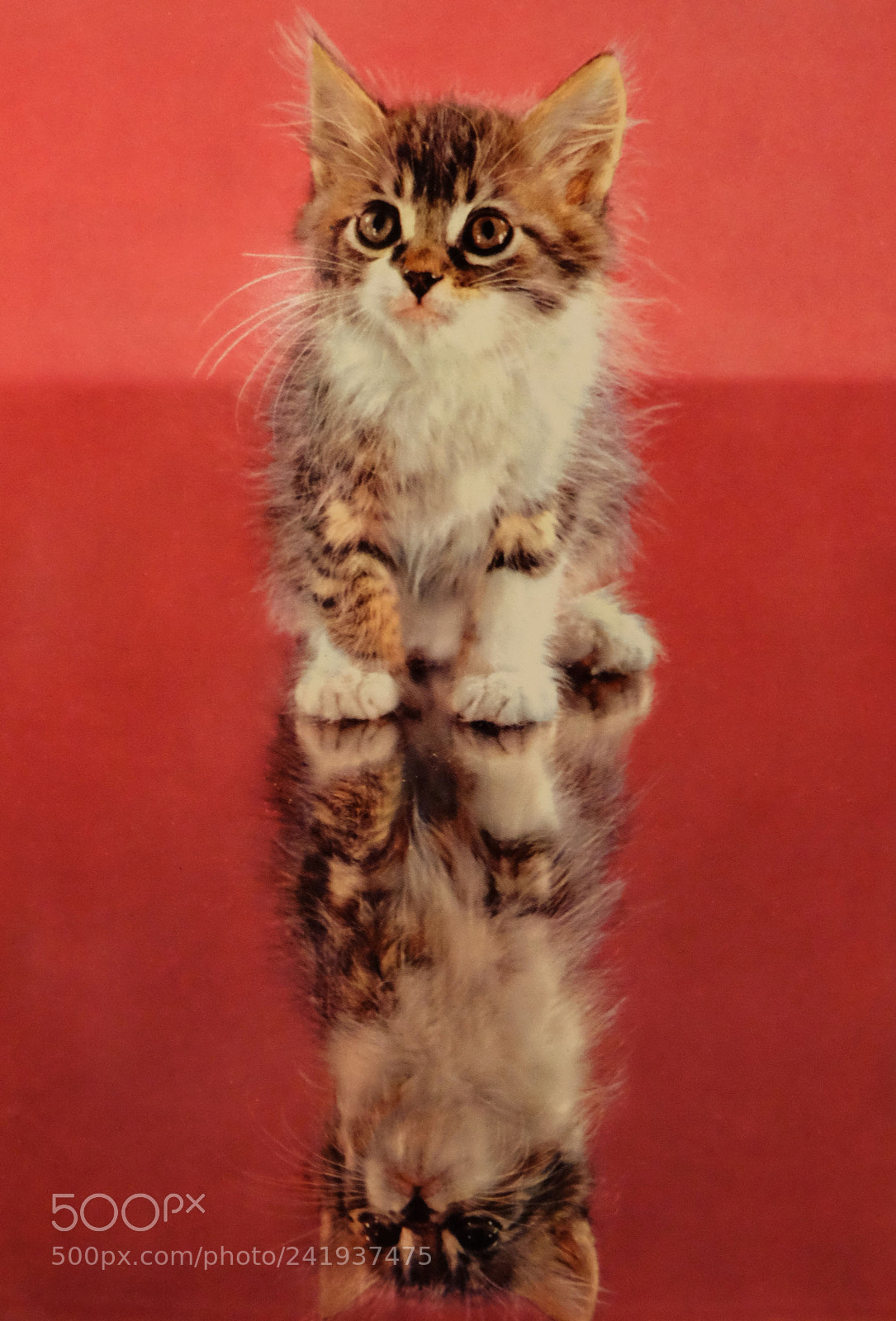 Fujifilm X-M1 sample photo. Two kittens photography