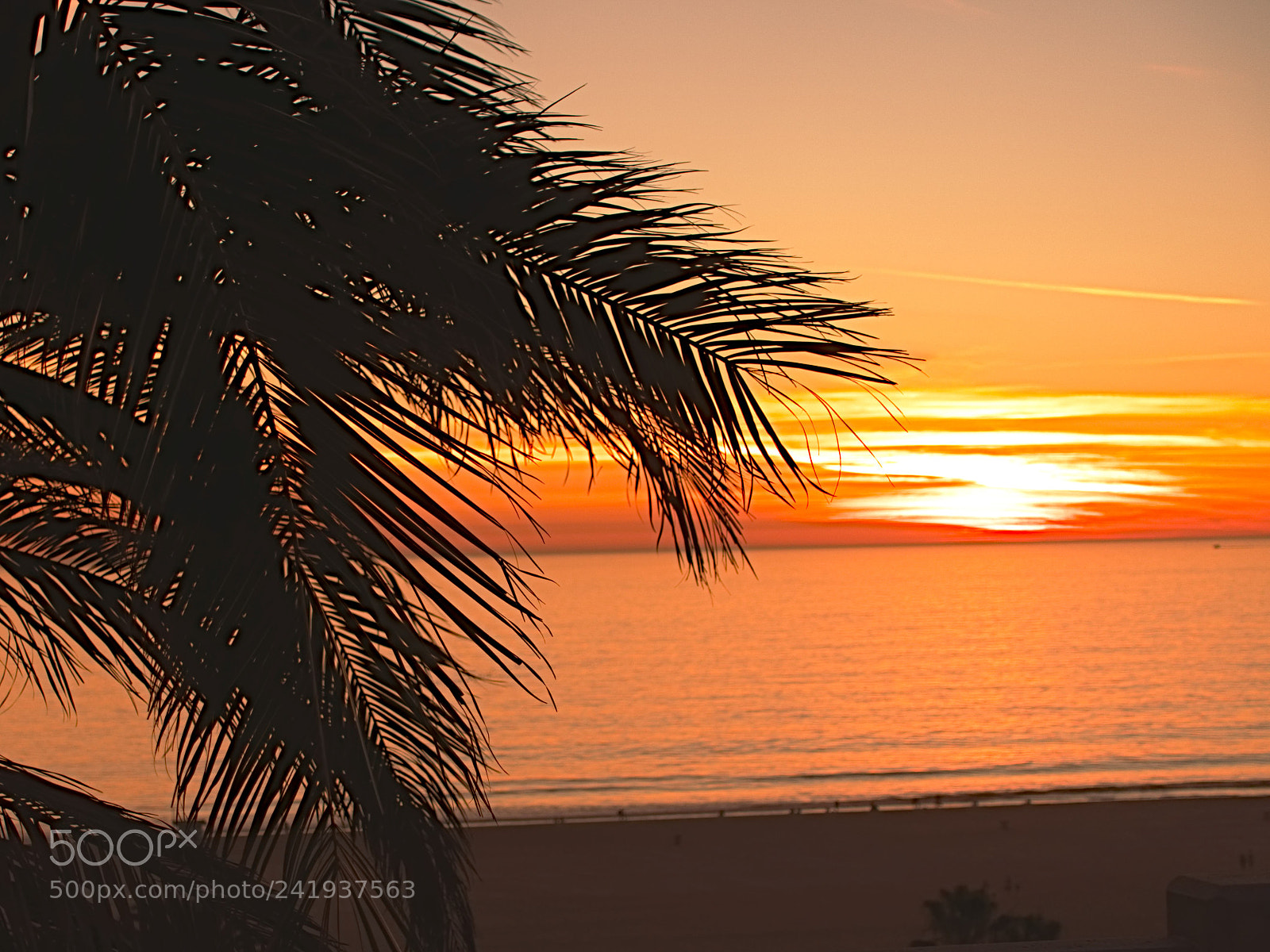 Sony Cyber-shot DSC-RX100 III sample photo. Palm sunset photography