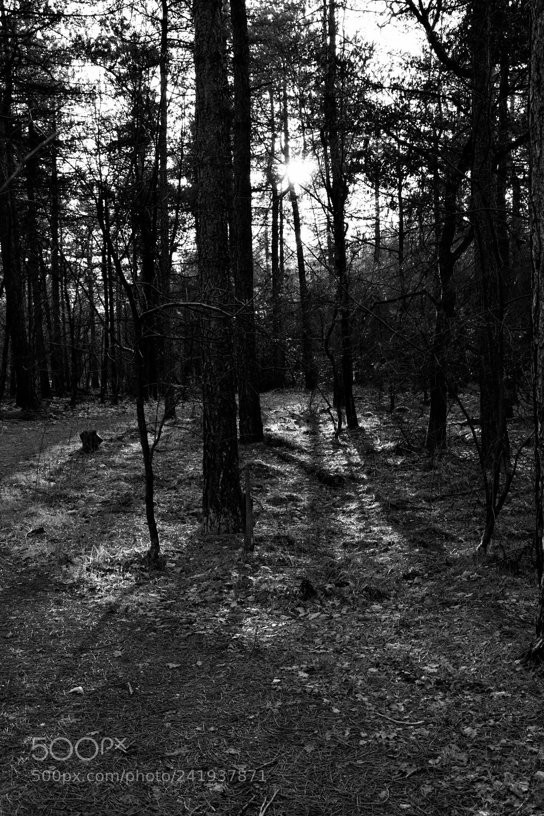 Nikon D7200 sample photo. Untitled photography