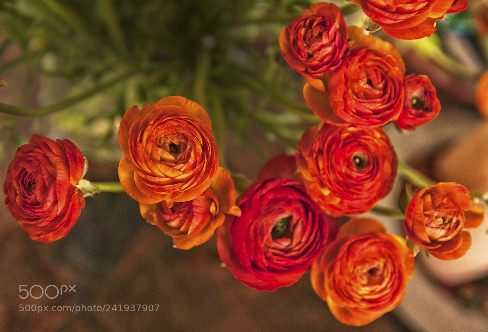 Nikon D700 sample photo. Reds photography