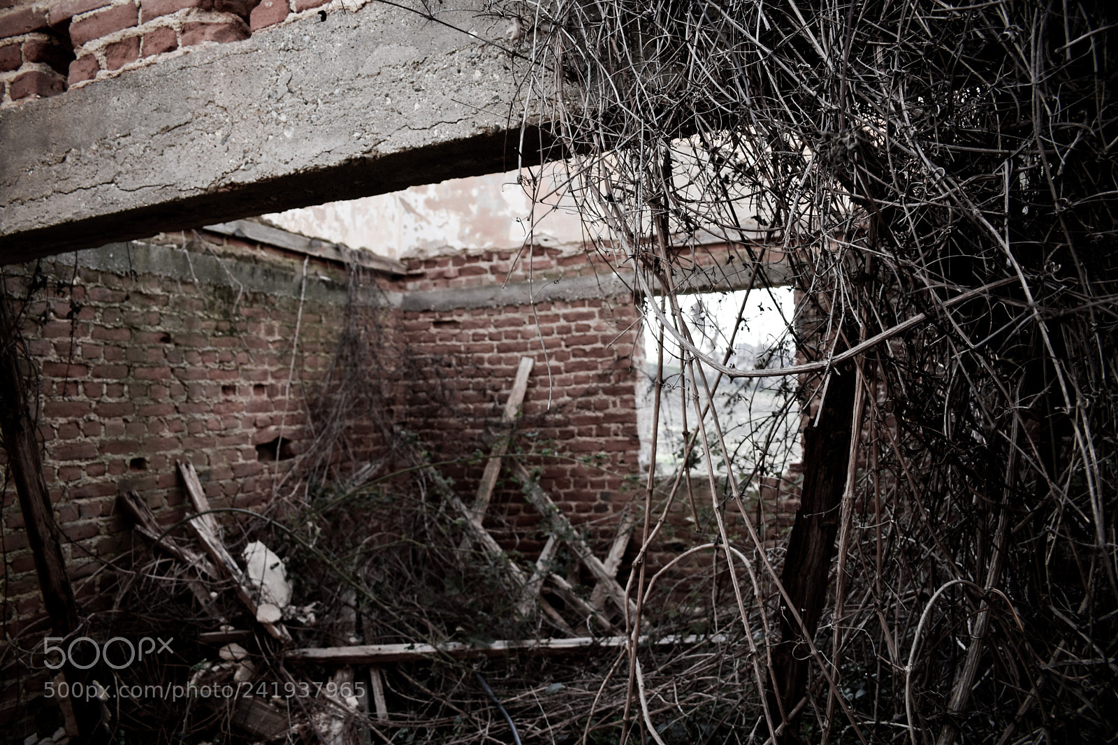 Nikon D3400 sample photo. Hidden in ruins photography