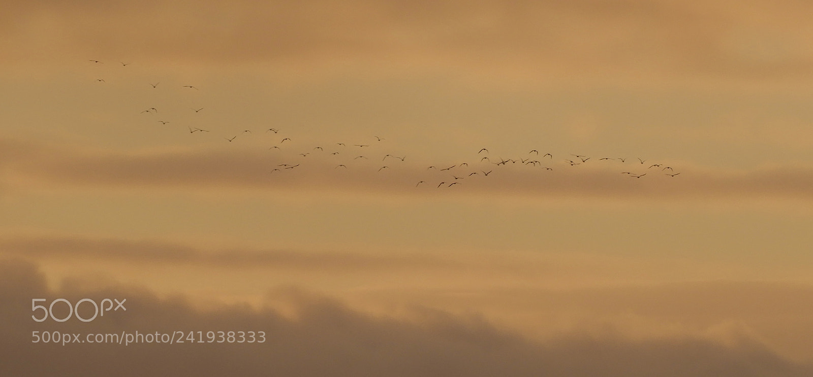 Nikon Coolpix B700 sample photo. Rooks flocking to their photography