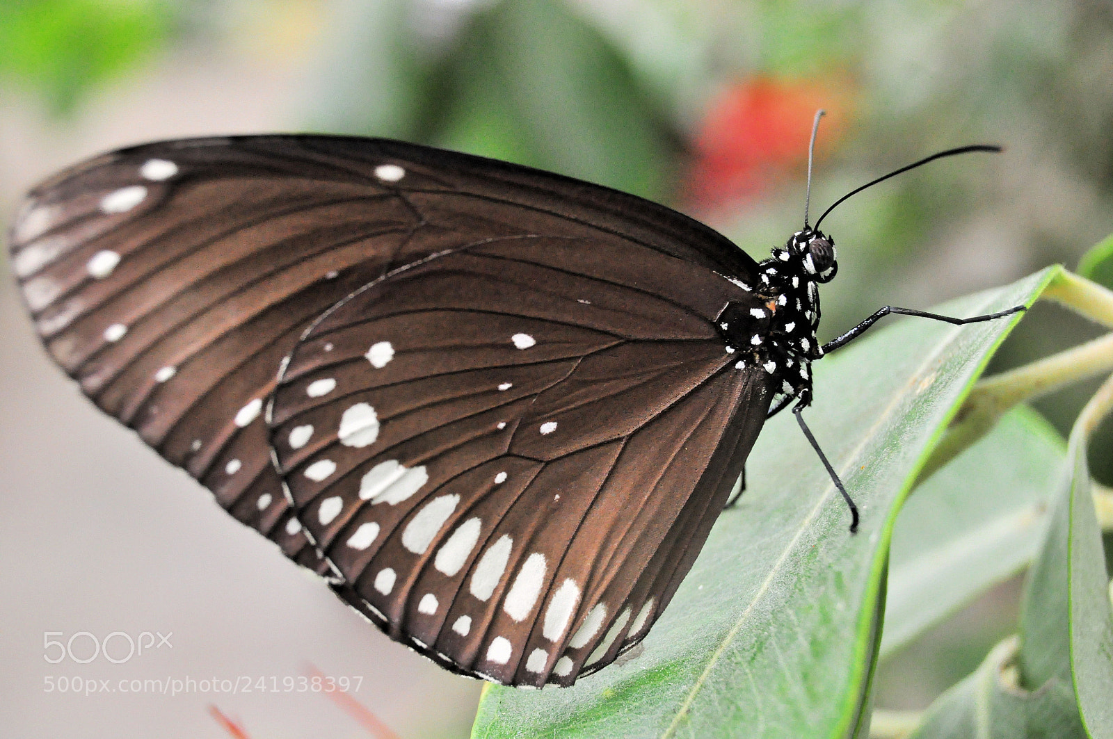 Nikon D5000 sample photo. Butterfly photography