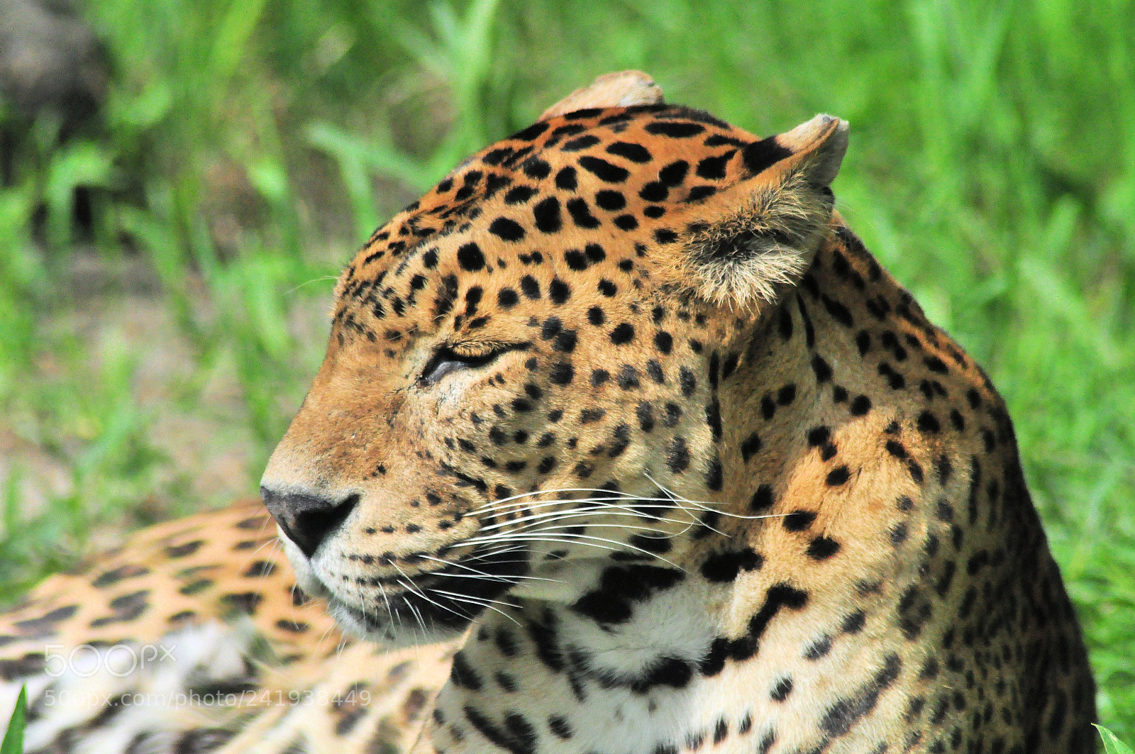 Nikon D5000 sample photo. Leopard photography