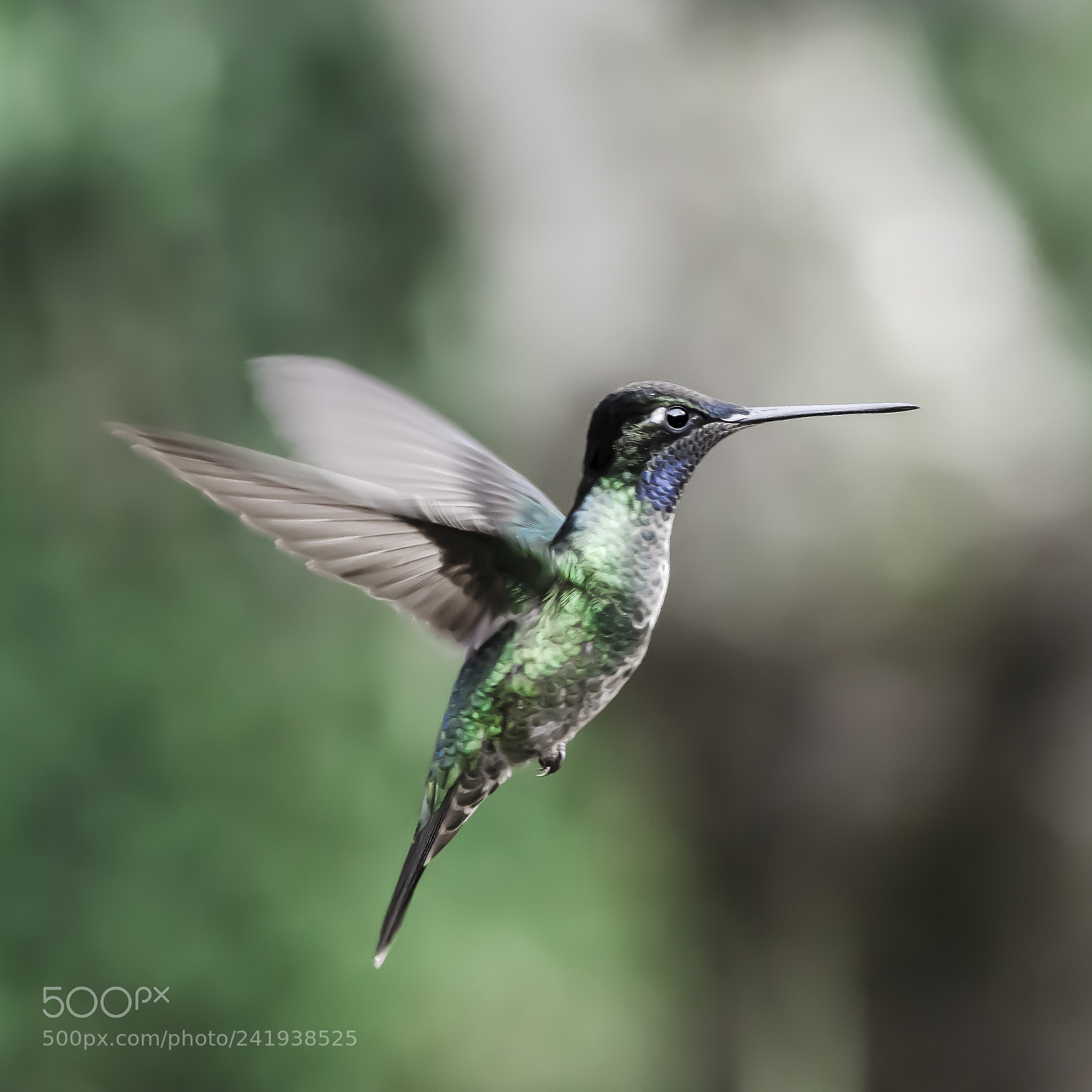 Nikon D7100 sample photo. Hummingbird photography