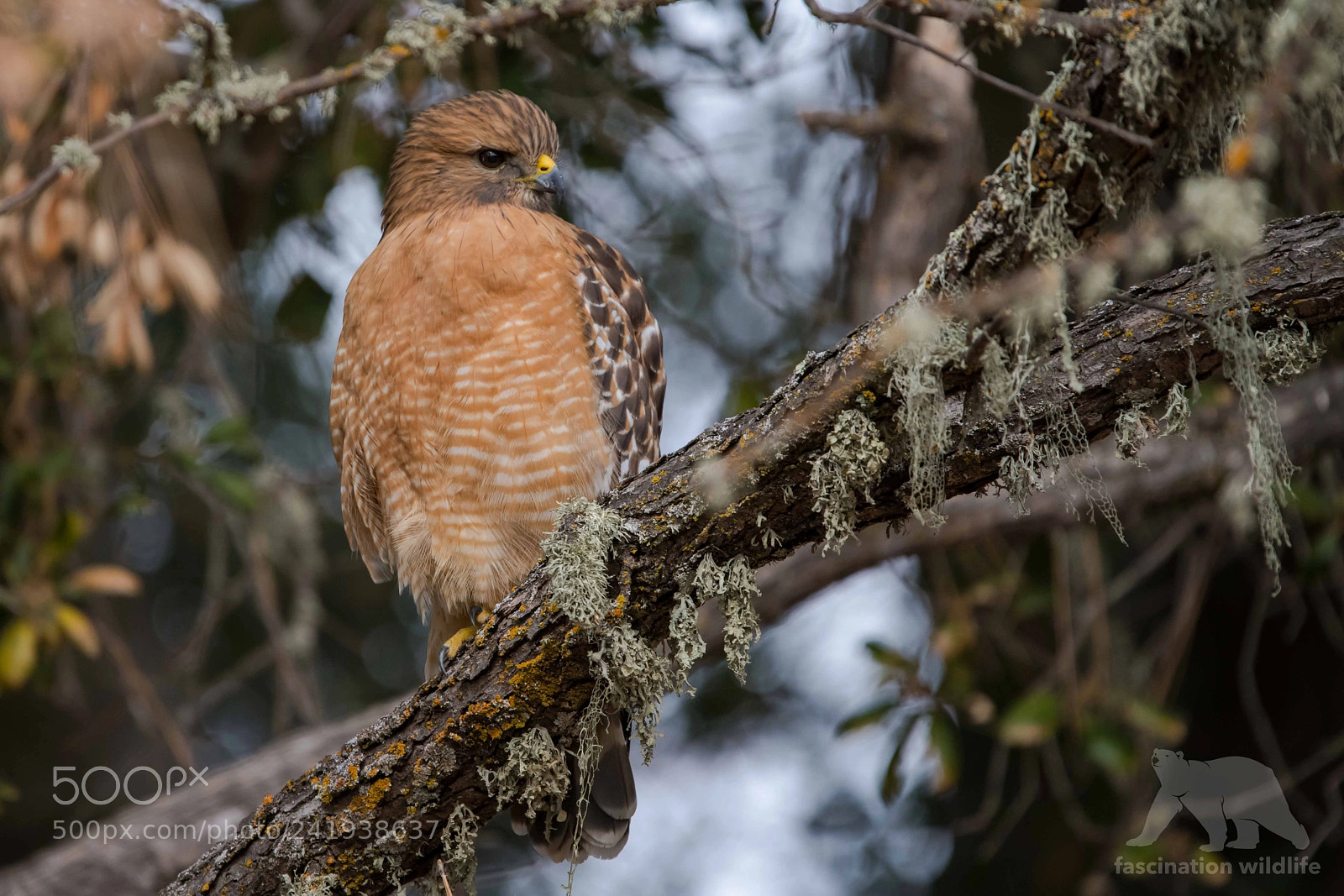 Nikon D850 sample photo. Red-shouldered hawk photography