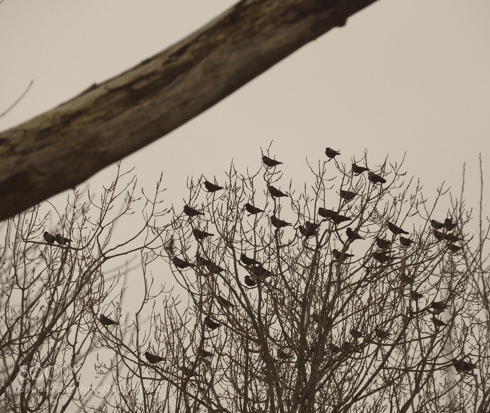 Nikon Coolpix B700 sample photo. Rookery photography