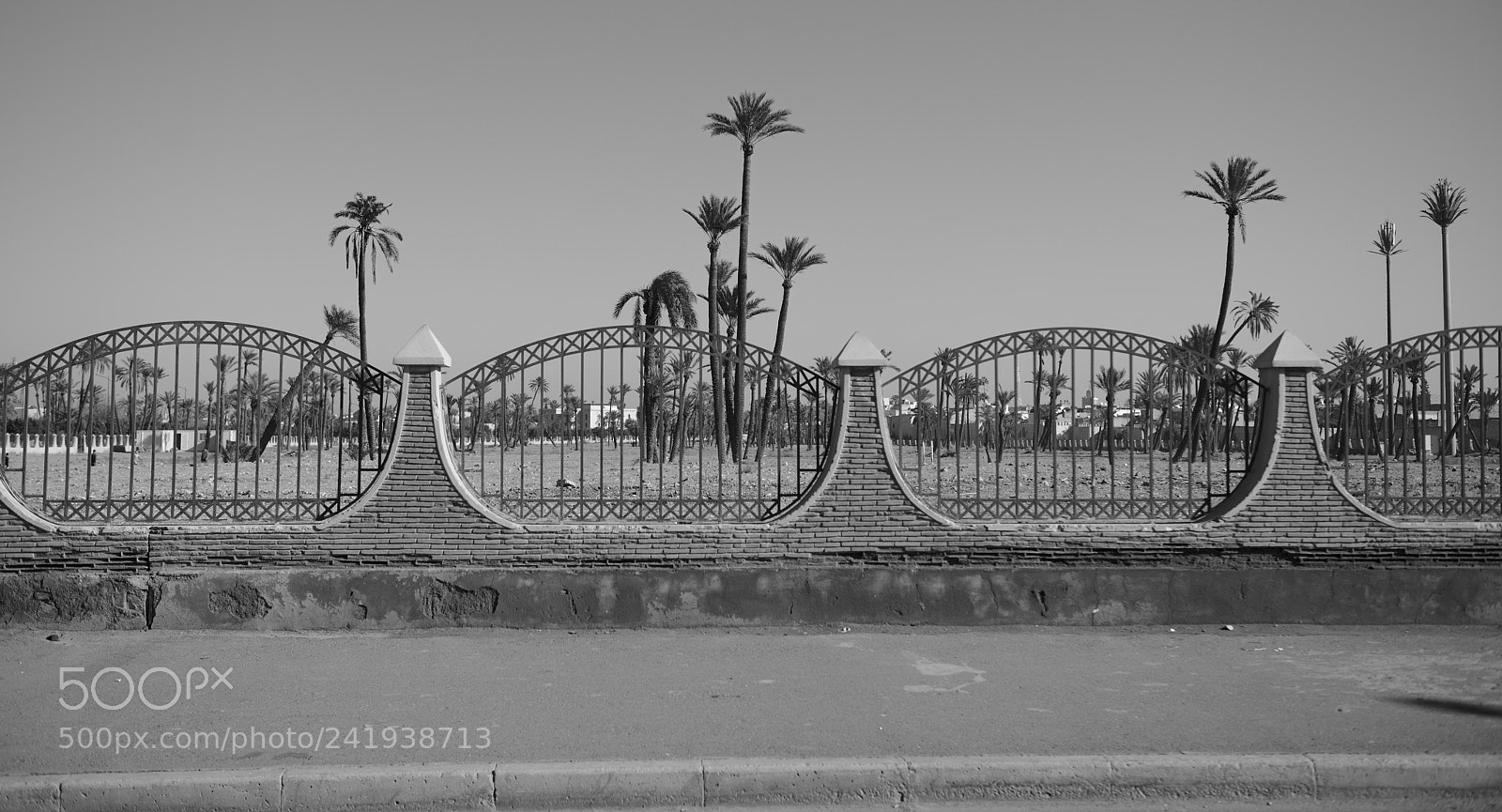 Nikon D800 sample photo. Palm trees across the photography