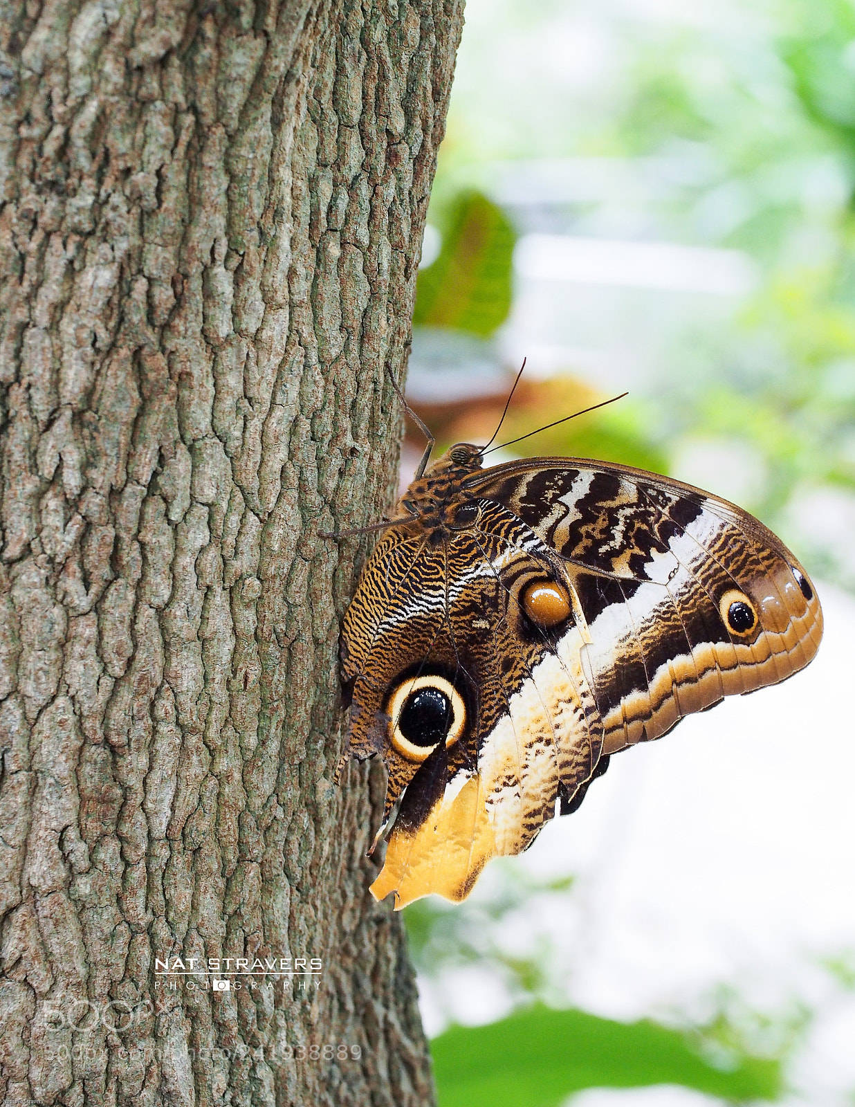 Olympus OM-D E-M5 sample photo. Butterfly photography