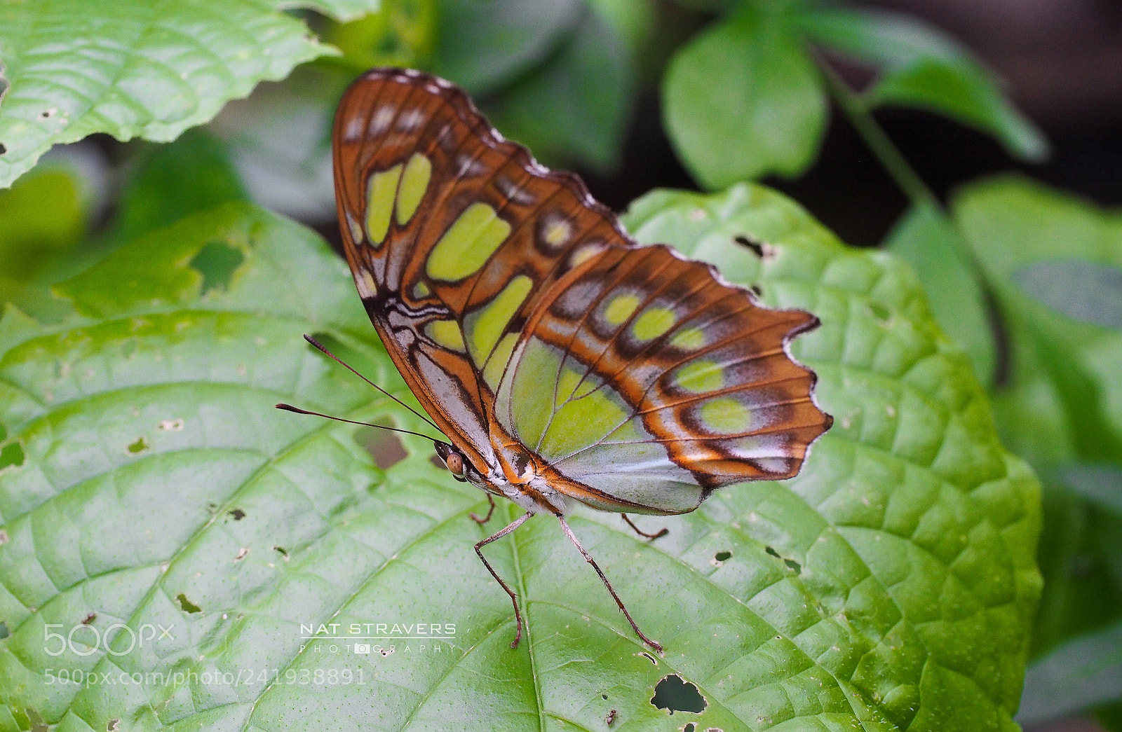 Olympus OM-D E-M5 sample photo. Butterfly photography