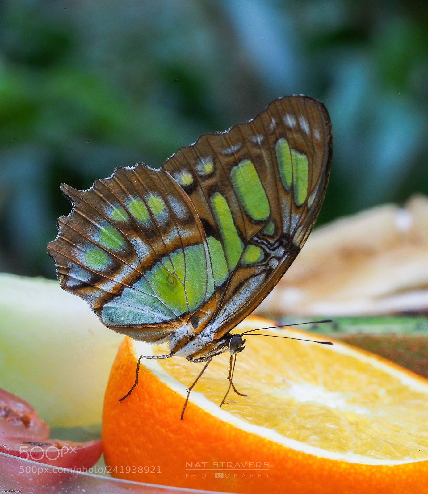 Olympus OM-D E-M5 sample photo. Butterfly photography