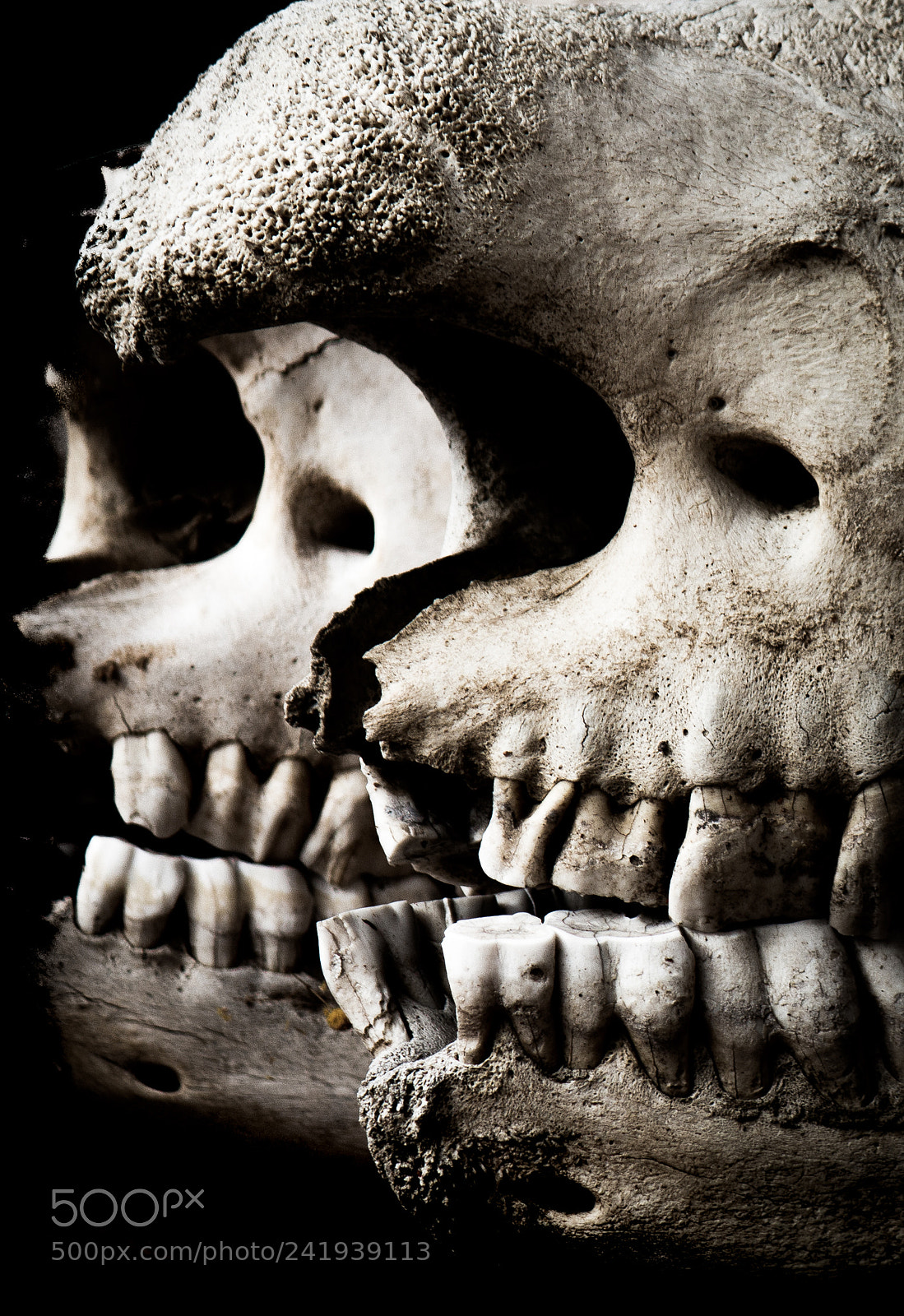Canon EOS 650D (EOS Rebel T4i / EOS Kiss X6i) sample photo. Beauty in death photography