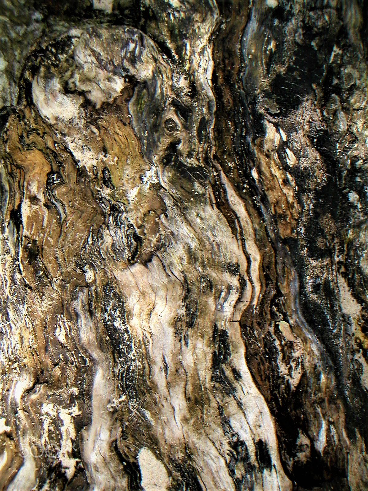 KONICA MINOLTA DiMAGE X sample photo. Wood photography