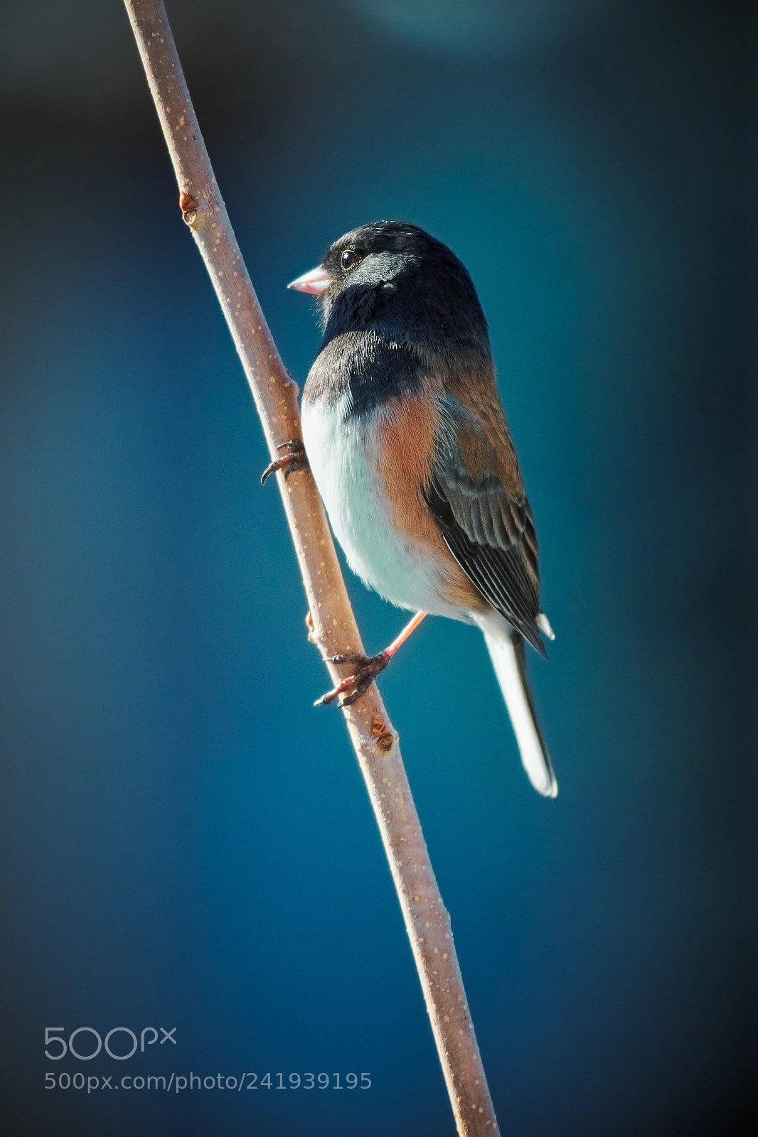 Nikon D850 sample photo. Dark-eyed junco photography
