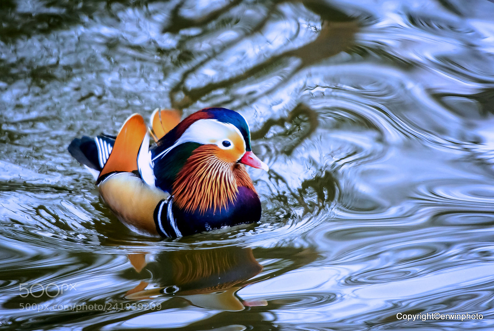 Nikon D7100 sample photo. Mandarinente photography