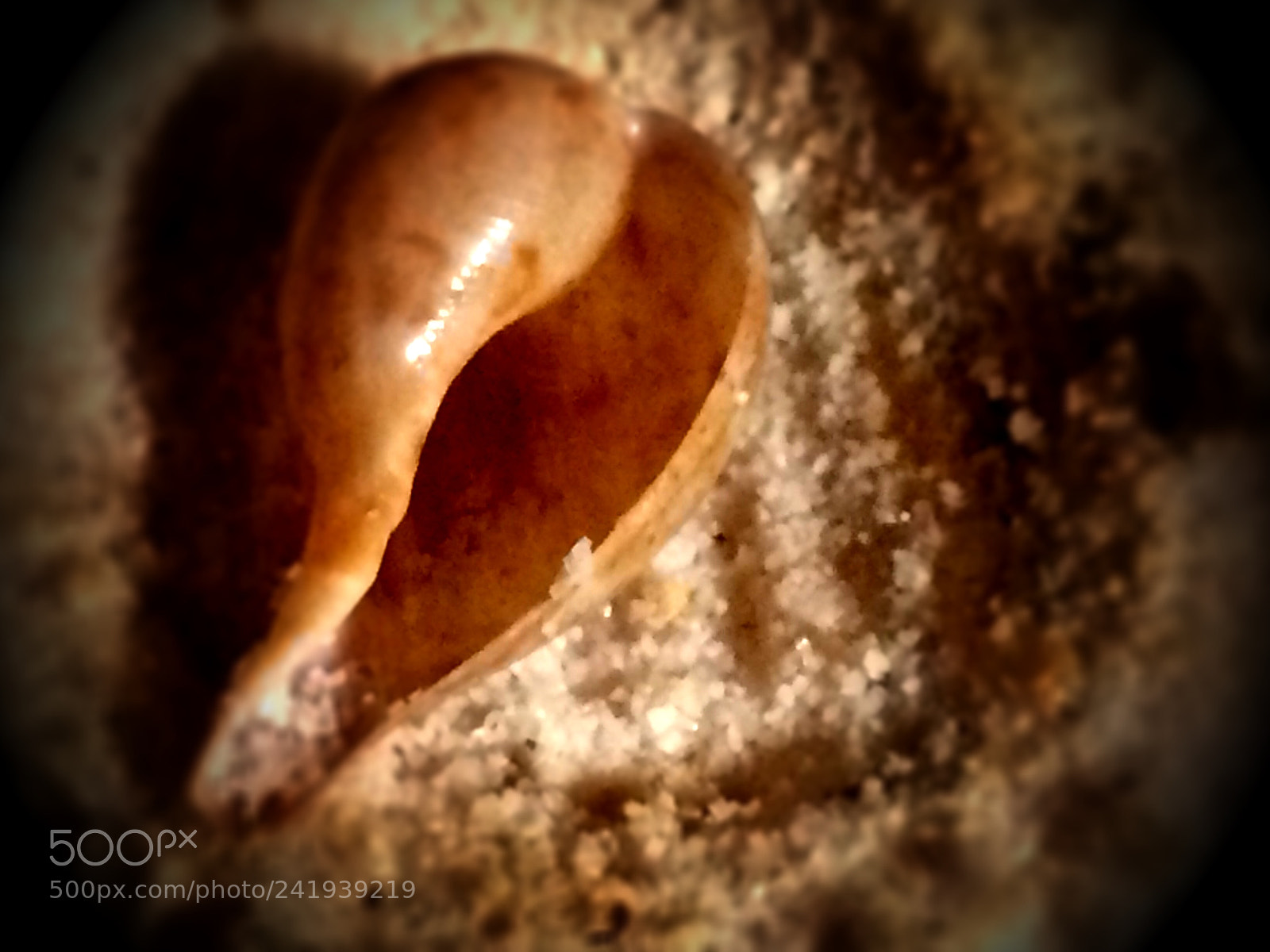 Apple iPhone 5s sample photo. Seashell on beach photography
