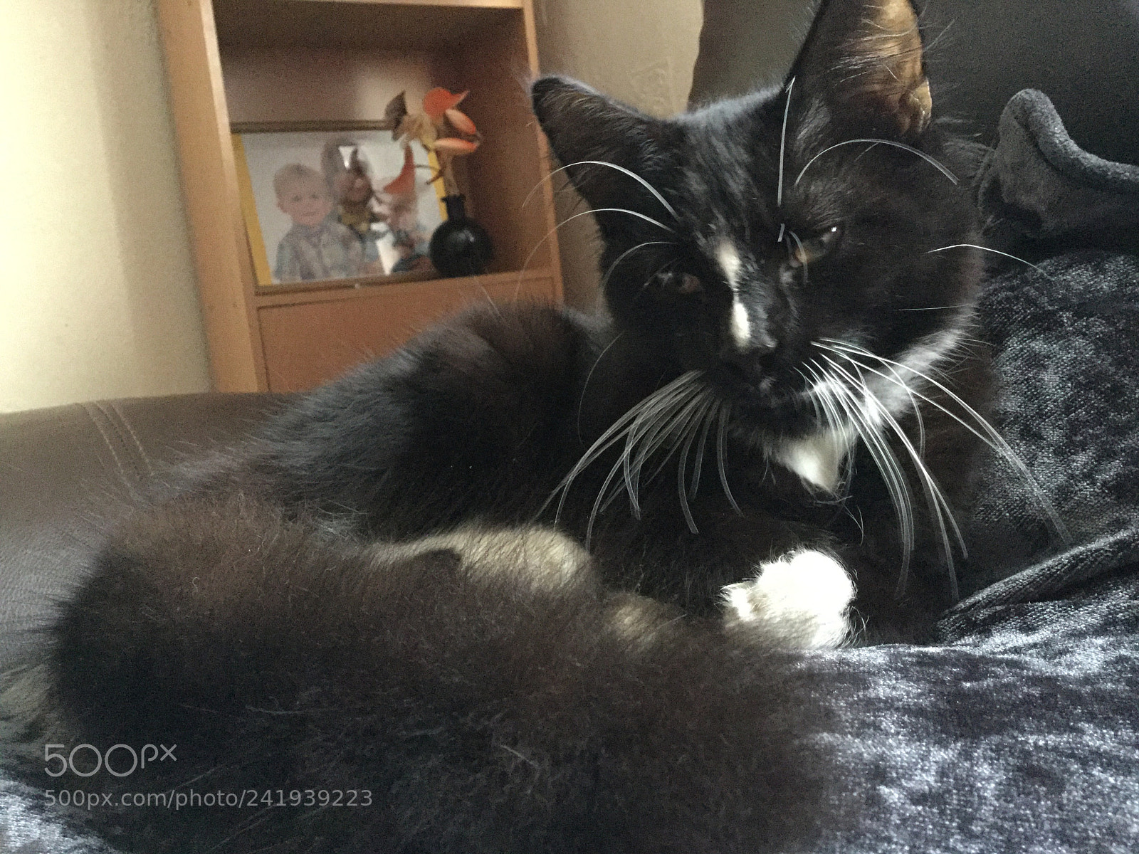 Apple iPad Air 2 sample photo. Cute kitten photography