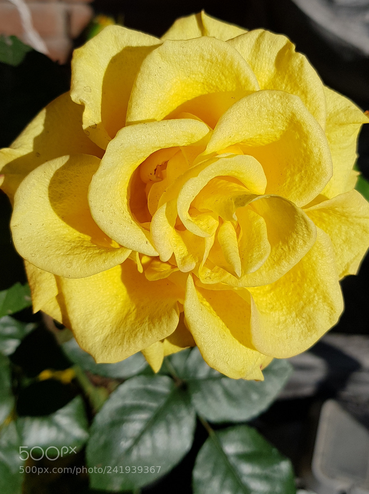Samsung Galaxy S8+ sample photo. Yellow rose flower for photography