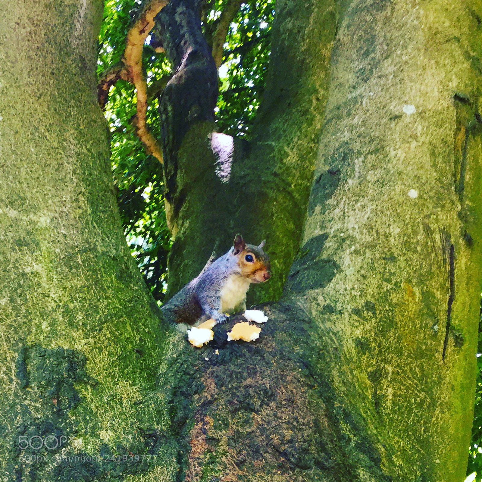 Apple iPad Air 2 sample photo. Squirrel photography