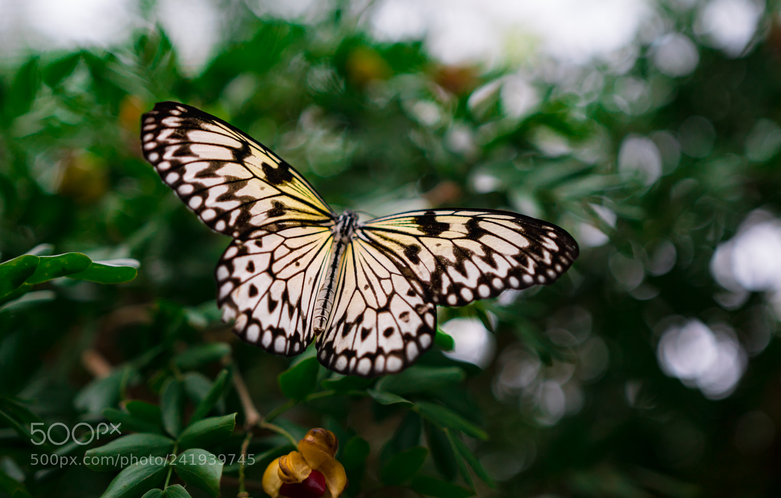 Sony a6300 sample photo. Butterfly photography