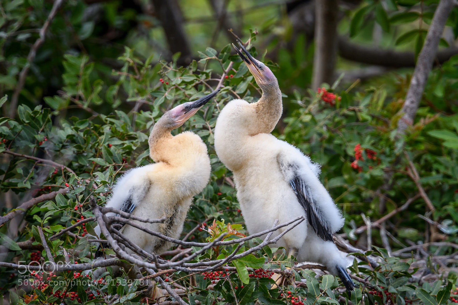 Nikon D5 sample photo. Two anhinga chicks at photography