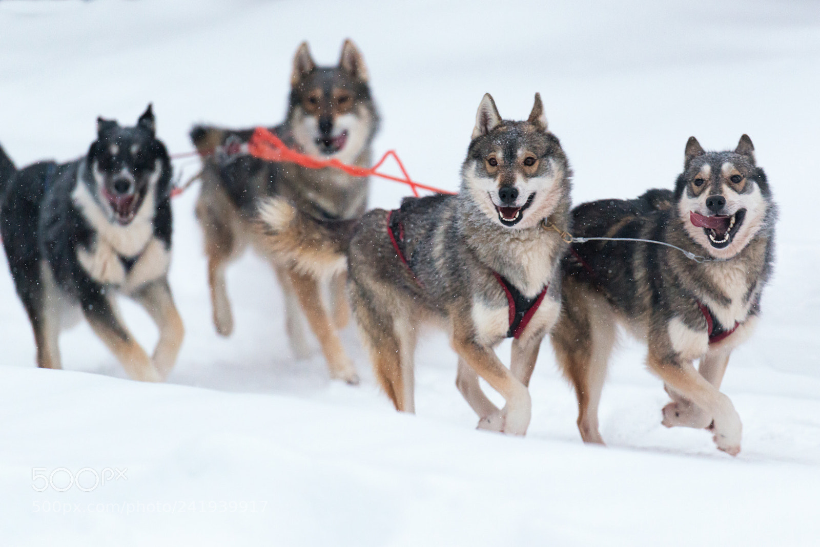 Nikon D800 sample photo. Huskys in action photography