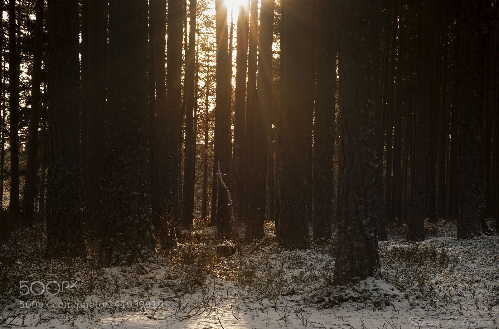 Nikon D80 sample photo. Come winter! photography