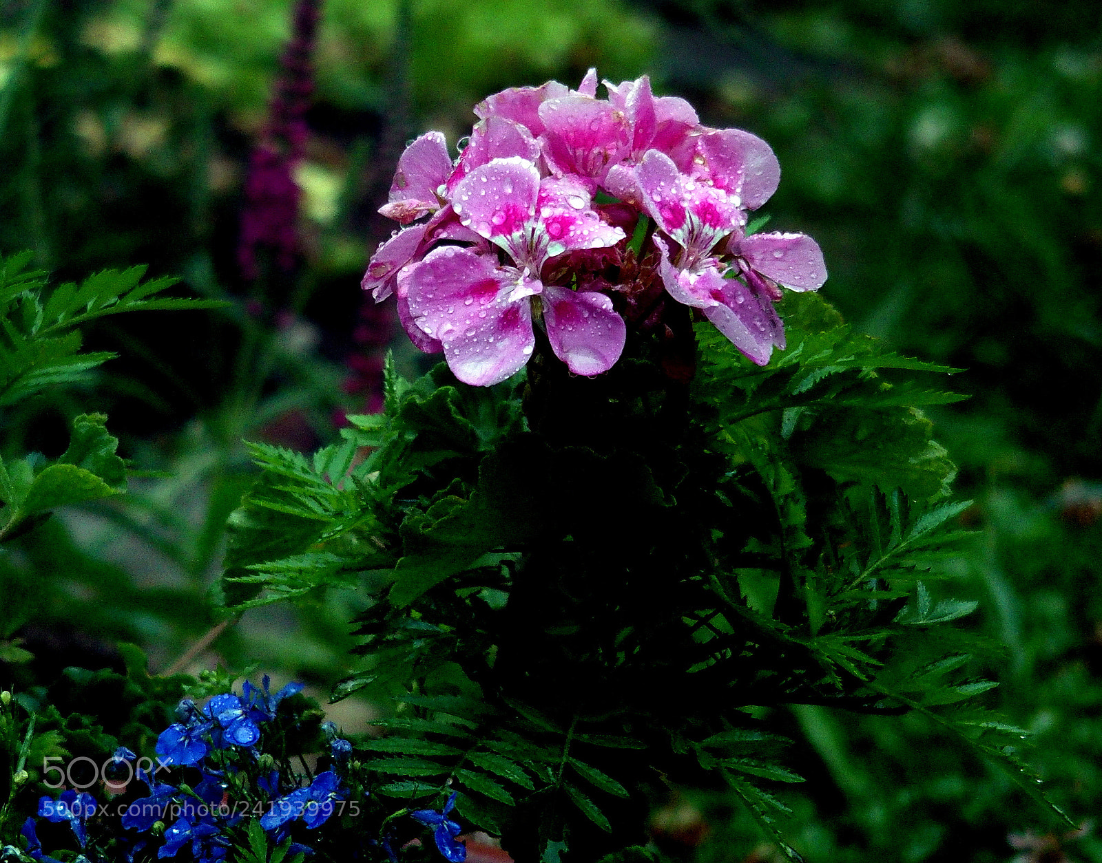 Olympus STYLUS1,1s sample photo. Flower photography