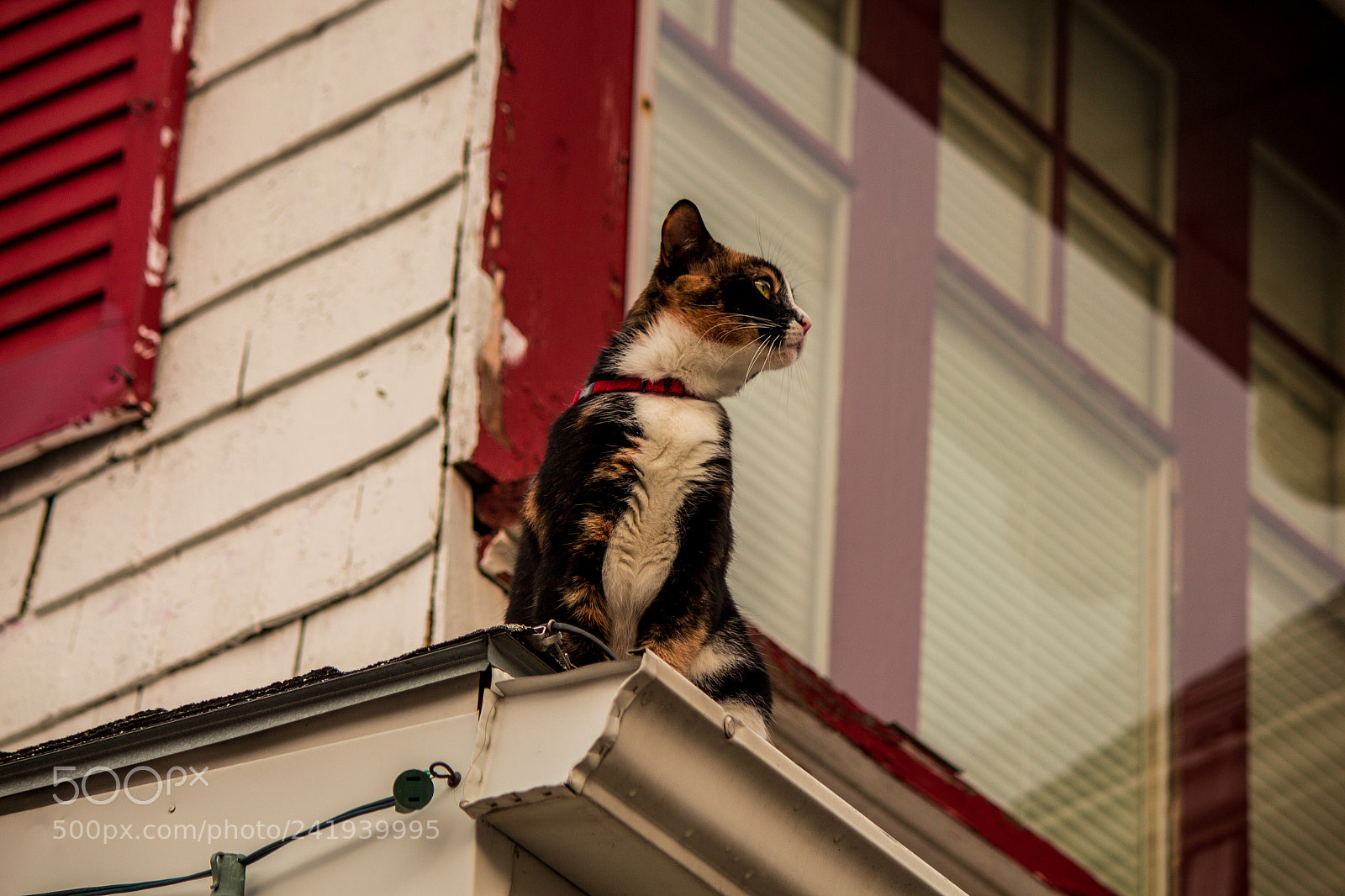 Canon EOS 650D (EOS Rebel T4i / EOS Kiss X6i) sample photo. Gaze photography