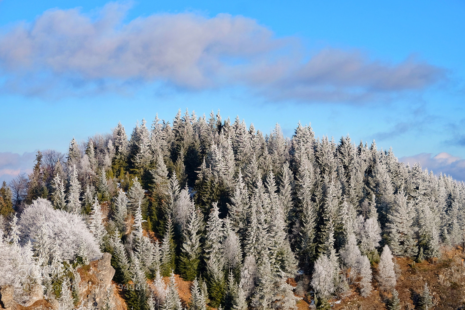 Fujifilm X-T10 sample photo. Frozen trees photography
