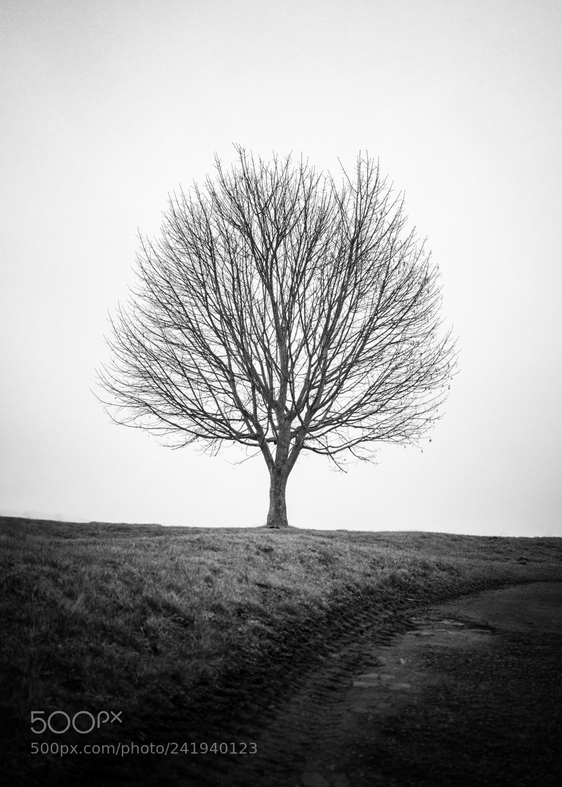 Fujifilm GFX 50S sample photo. Soli-tree photography
