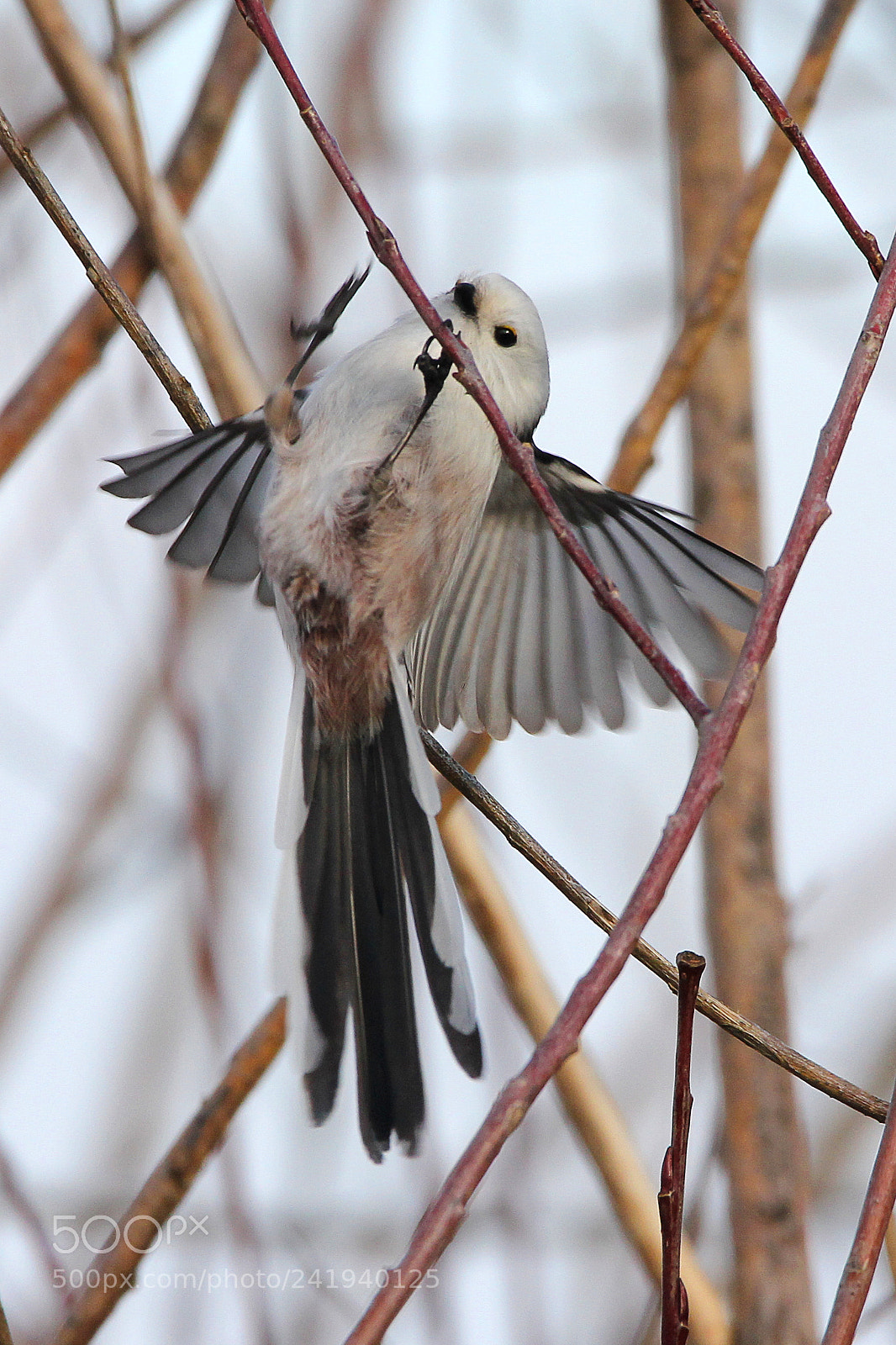 Canon EOS 550D (EOS Rebel T2i / EOS Kiss X4) sample photo. Long-tailed tit photography