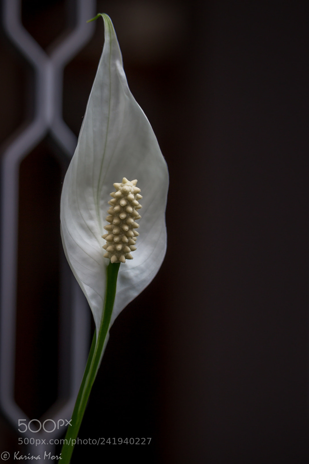 Canon EOS 600D (Rebel EOS T3i / EOS Kiss X5) sample photo. Peace photography
